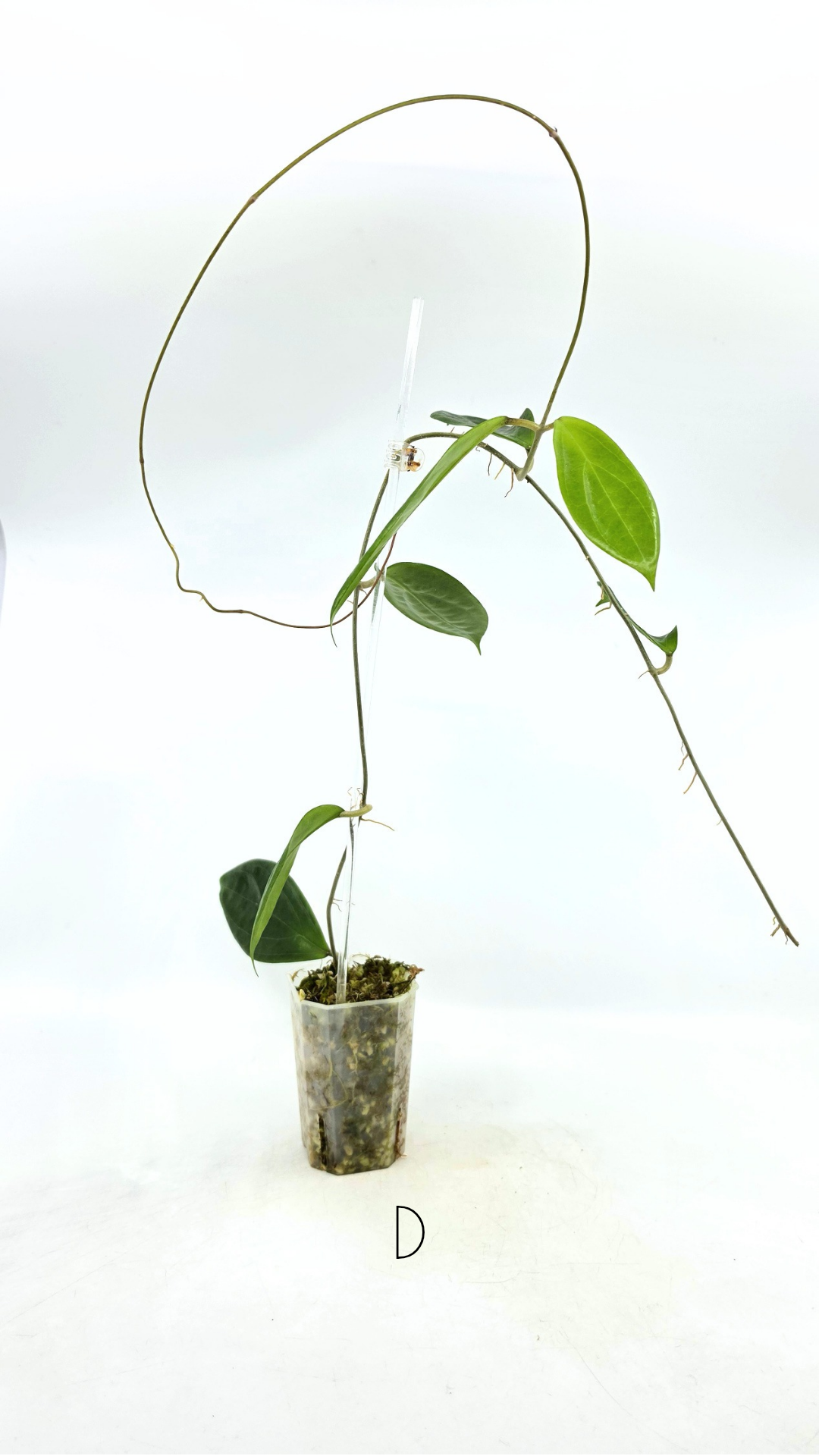 Rare waxplant Hoya UTC033 available for sale at rare indoor plant shop The Leaf Gallery in Perth, Western Australia