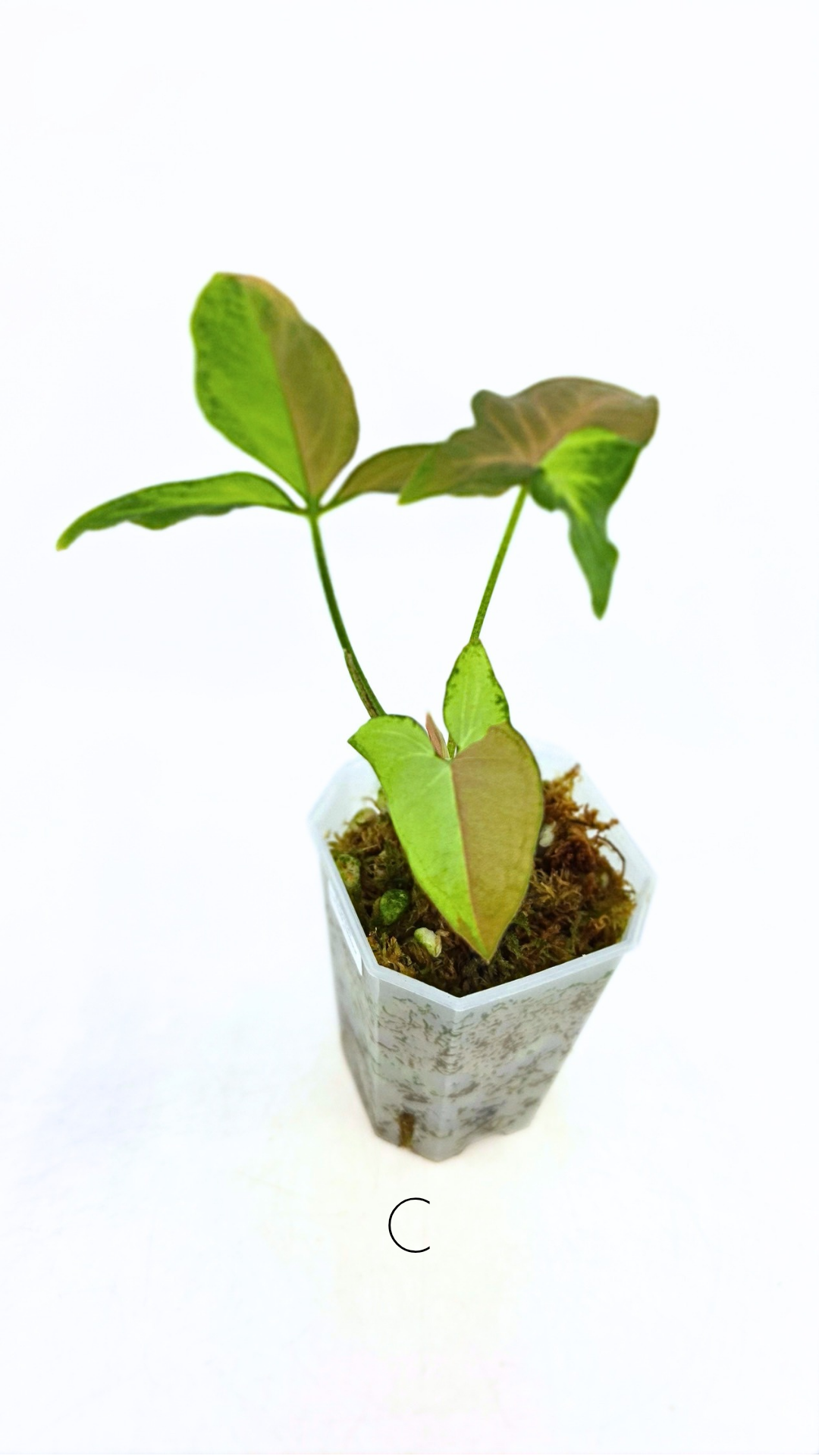 Rare indoor plant Syngonium Redspot Tricolour available for sale at The Leaf Gallery in Perth, Western Australia
