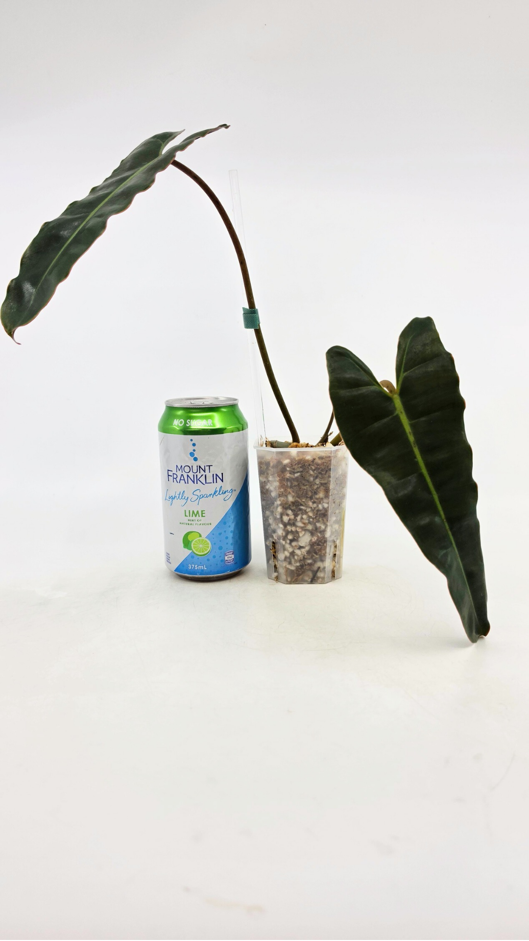 Rare indoor plant Philodendron Black Billitiae (philodendron atabapoense x philodendron billietiae) available for sale at rare house plant shop The Leaf Gallery in Perth, Western Australia