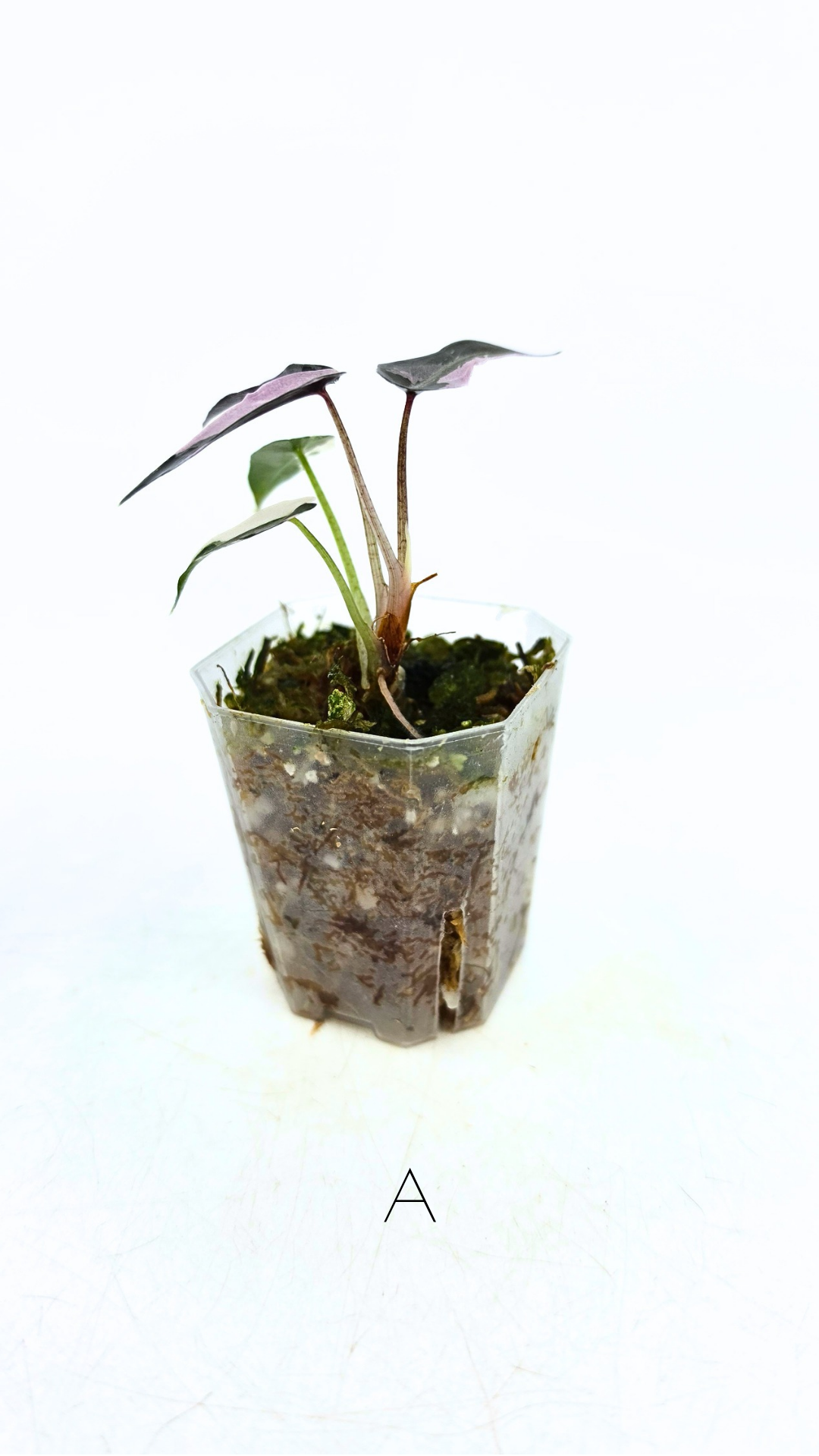 Rare indoor plant Alocasia Amazonica Bambino Pink TC plantlets available for sale at rare houseplant shop The Leaf Gallery in Perth, Western Australia