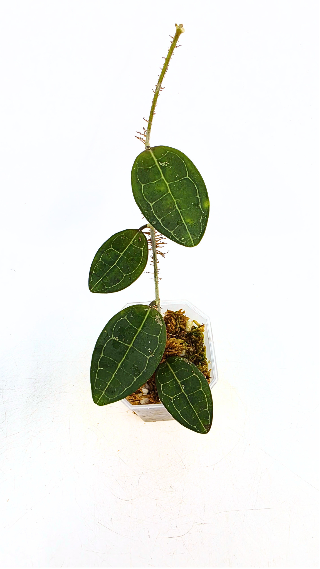 Rare indoor wax plant Hoya Elliptica grown and propagated by rare plant shop The Leaf Gallery in Perth, Western Australia