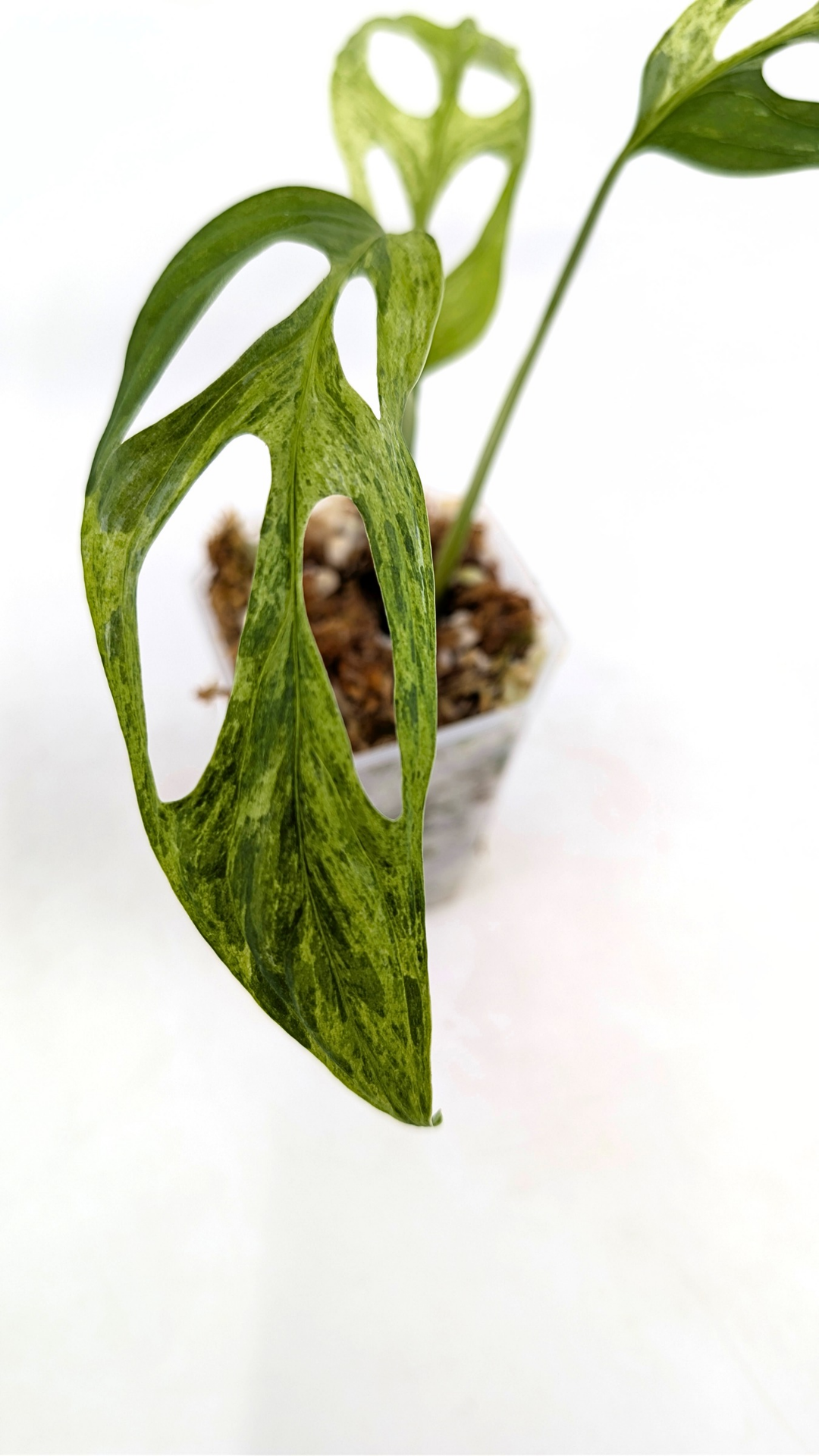 Rare indoor house plant Monstera Adansonii Mottled Mint Varigation available for sale at rare plant shop The Leaf Gallery in Perth, Western Australia