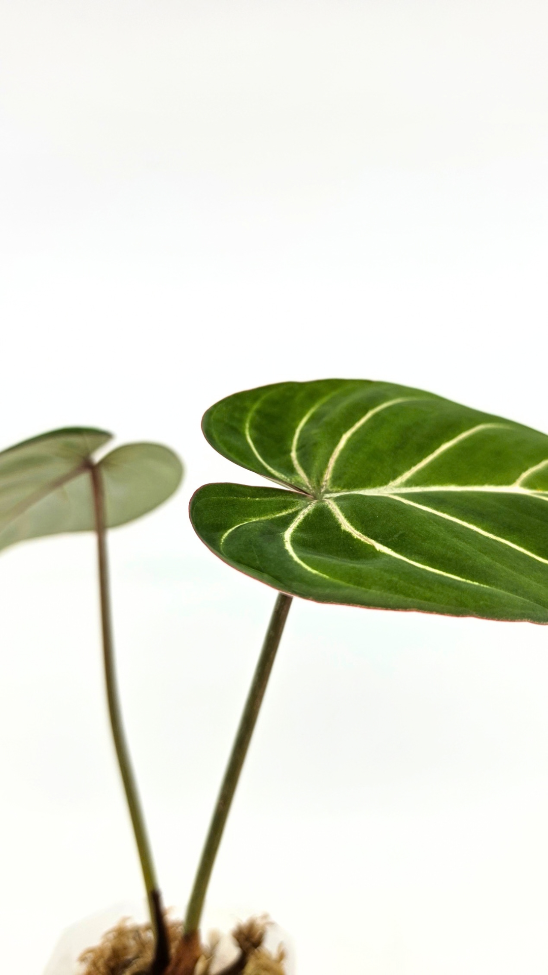 Rare indoor plant Philodendron Gloriosum Dark Form available for sale at rare house plant shop The Leaf Gallery in Perth, Western Australia