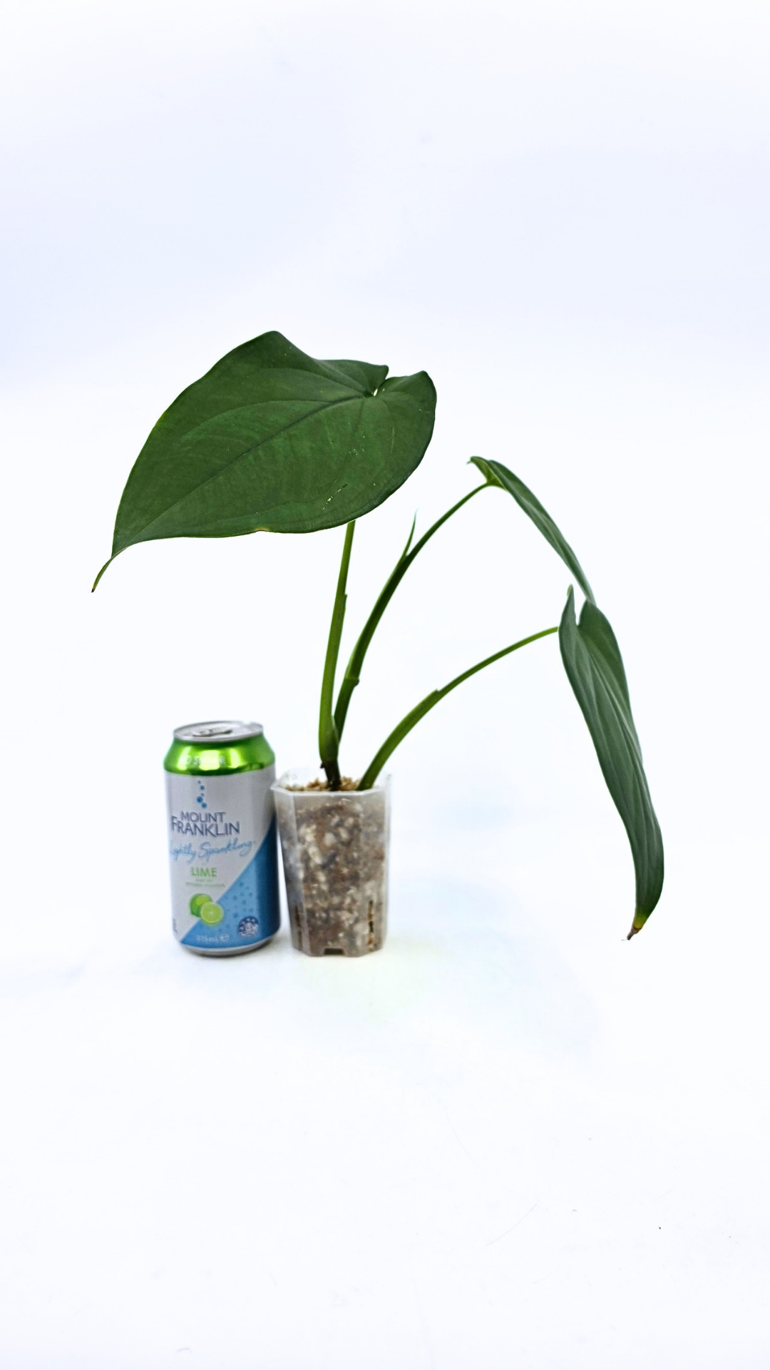 Rare indoor plant Syngonium Chiapense  available from rare houseplant shop The Leaf Gallery in Perth, Western Australia