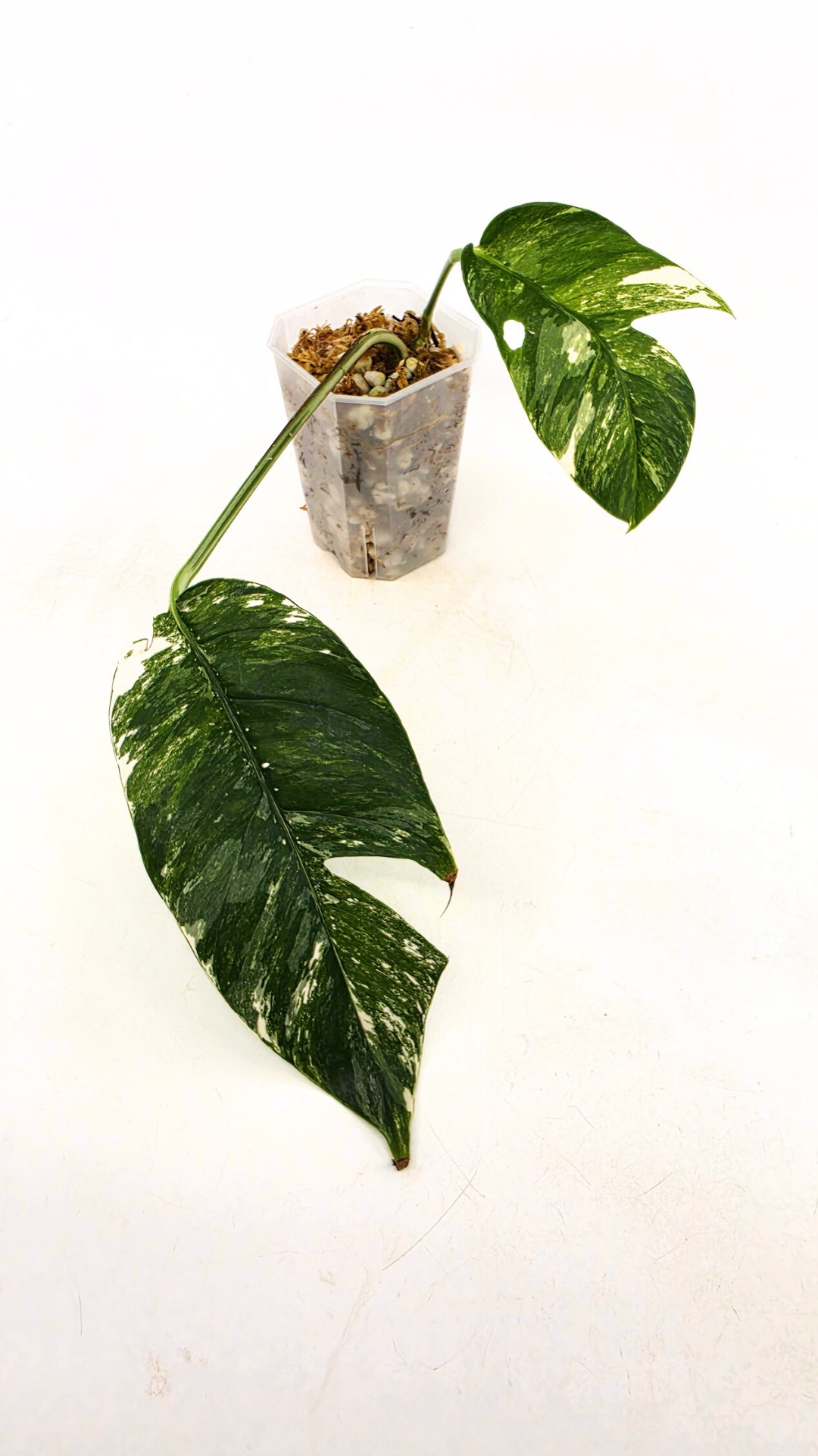 Uncommon house plant Epipremnum Pinnatum Varigated available for sale at rare plant shop The Leaf Gallery in Perth, Western Australia