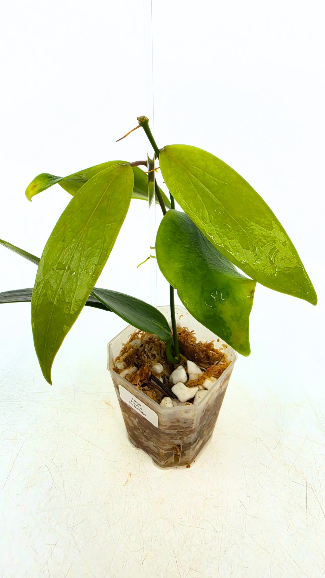 Uncommon waxplant Hoya Flavida Mt Gallego available for sale at rare plant shop The Leaf Gallery in Perth, Western Australia
