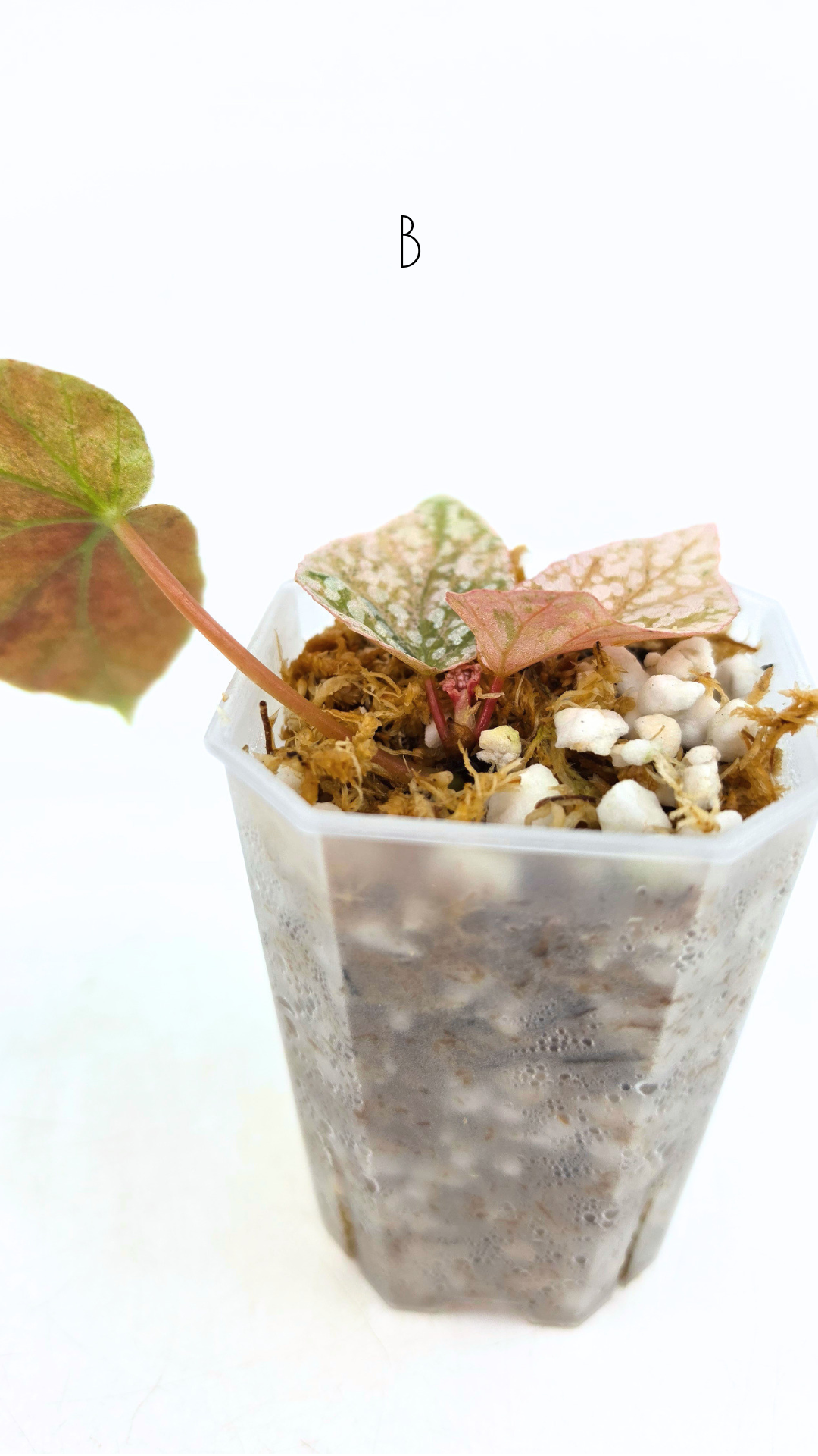 Rare Begonia Snow Capped Pink Variegated available for sale at rare plant shop The Leaf Gallery in Perth, Western Australia