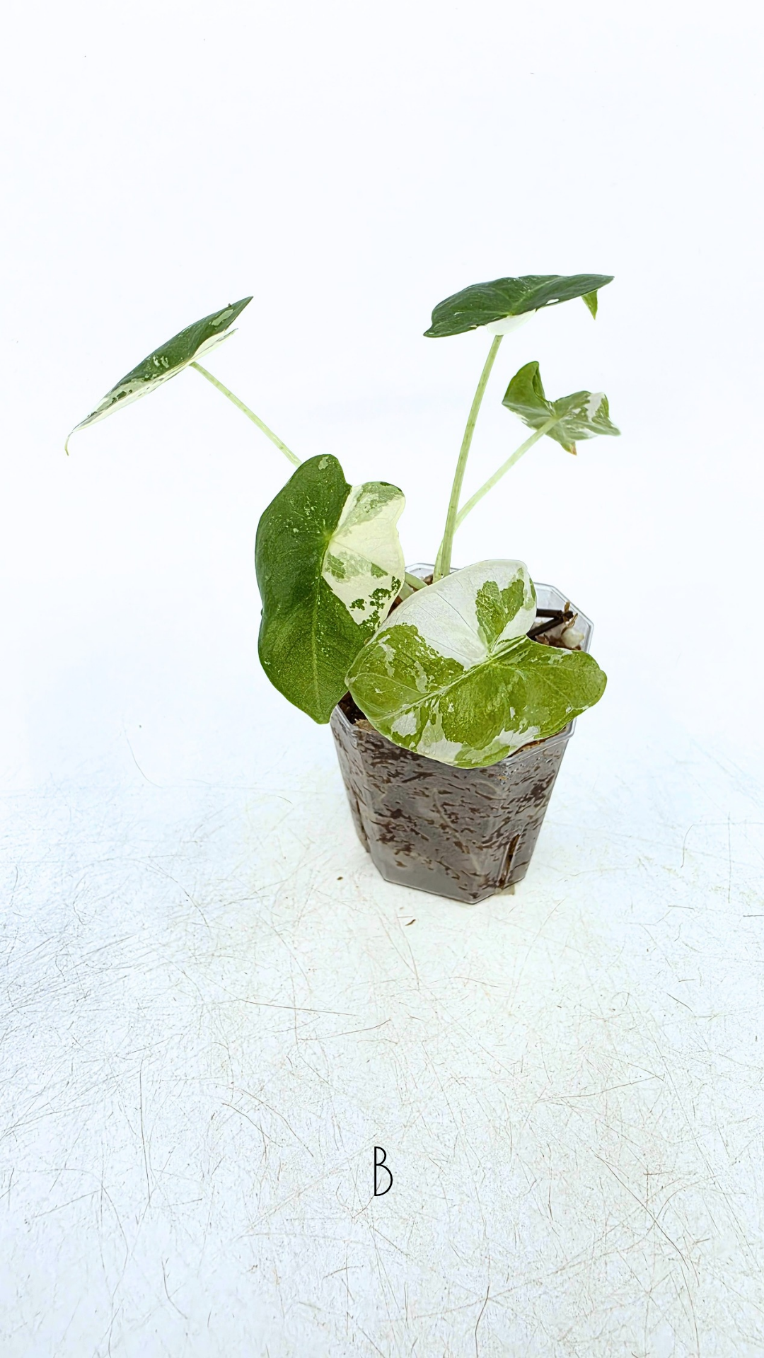 Rare indoor plant Alocasia Frydek Variegated available for sale at rare house plant shop The Leaf Gallery in Perth, Western Australia
