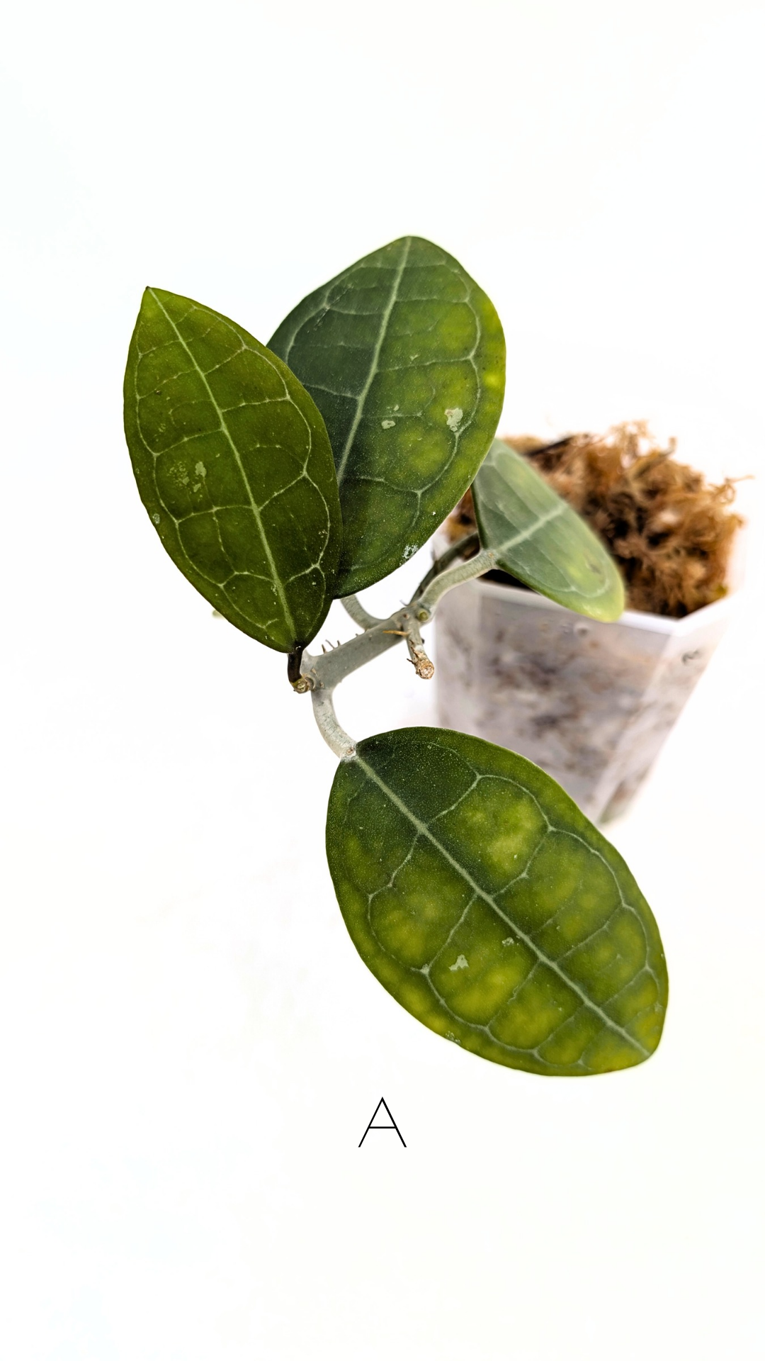 Rare indoor wax plant Hoya Elliptica grown and propagated by rare plant shop The Leaf Gallery in Perth, Western Australia