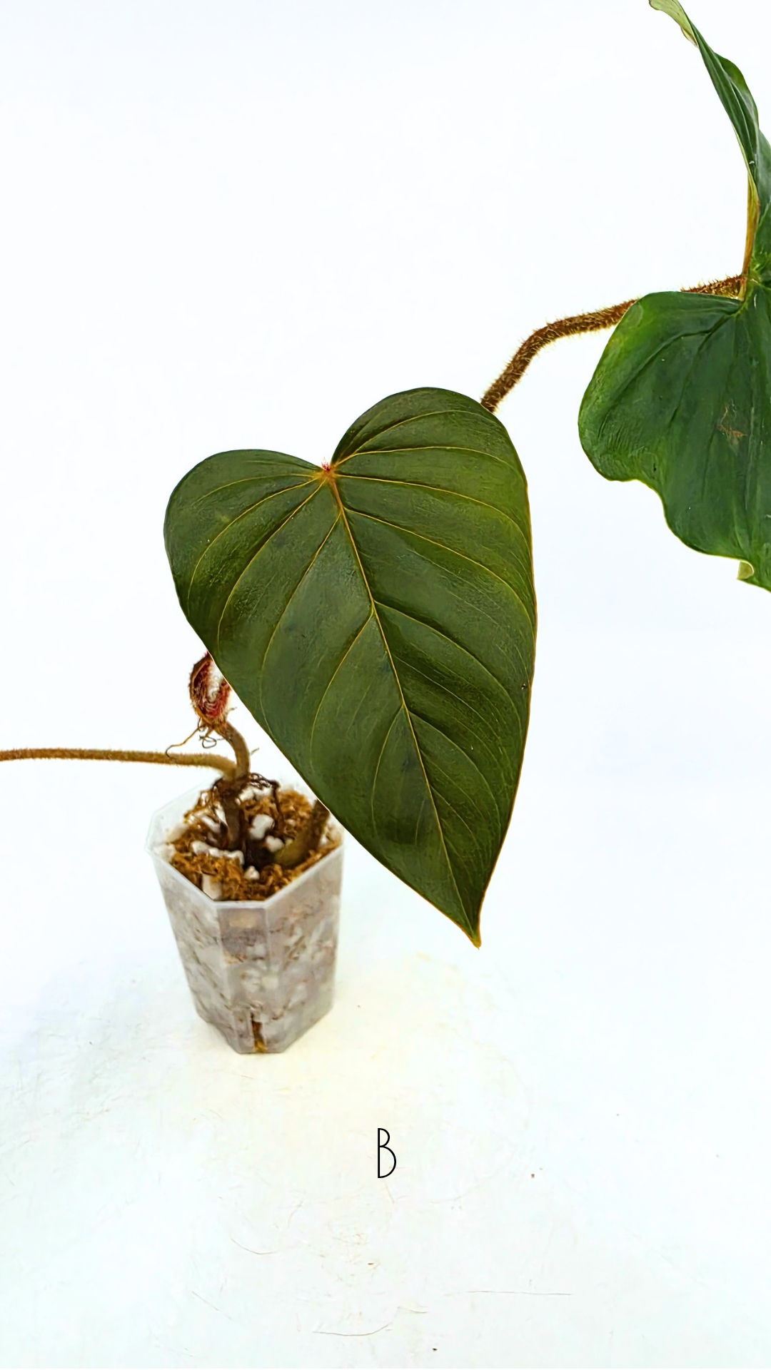 Rare indoor plant Philodendron Red Serpens available for sale at rare plant shop The Leaf Gallery in Perth, Western Australia