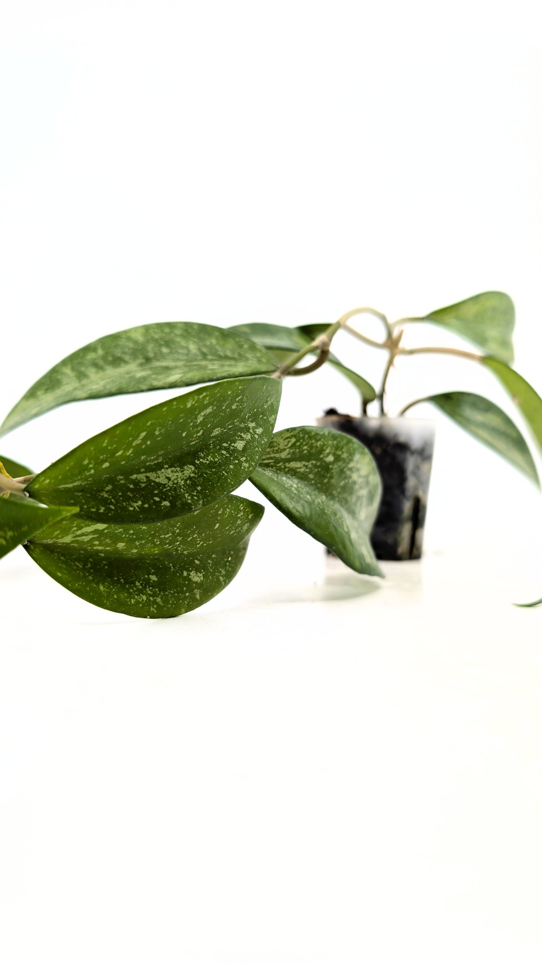 Rare waxplant Hoya Snow Cui available for sale at rare indoor plant shop The Leaf Gallery in Perth, Western Australia
