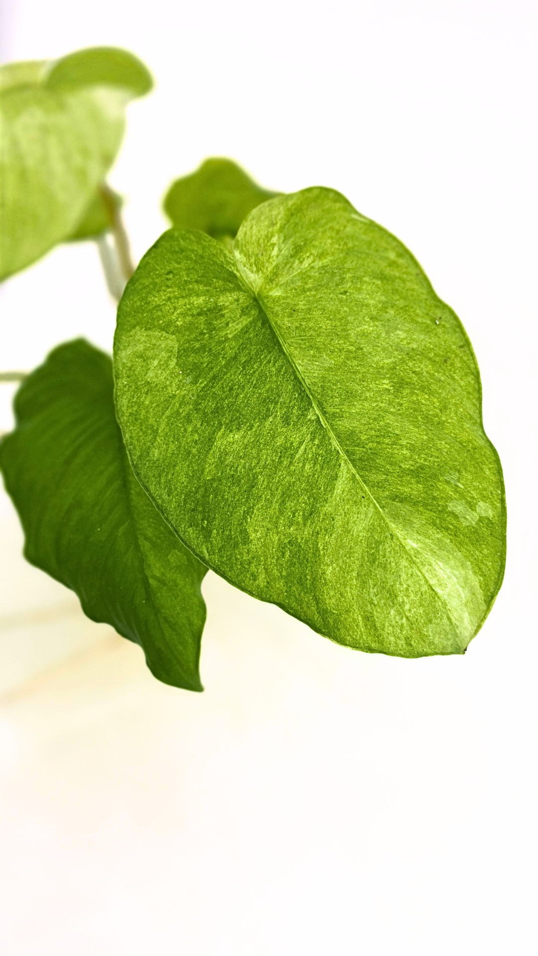Rare indoor plant Homalomena Sp Borneo Marble Variegated available for sale at rare plant shop The Leaf Gallery in Perth, Western Australia