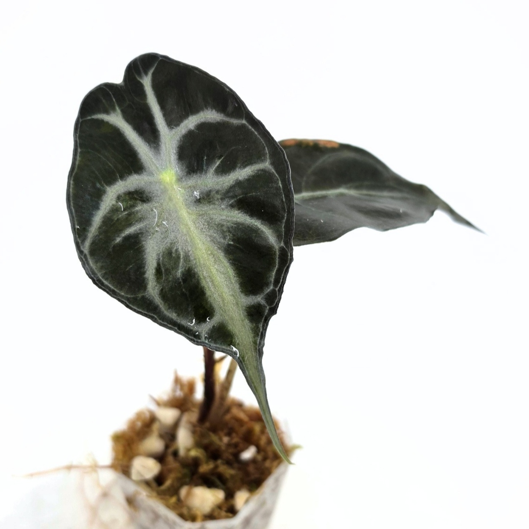 Rare indoor plant Alocasia Venom available for sale at rare plant shop The Leaf Gallery in Perth, Western Australia