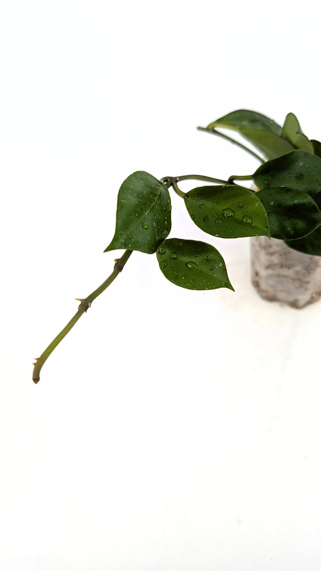 Rare waxplant Hoya Sunrise available at rare plant shop The Leaf Gallery in Perth Western Australia