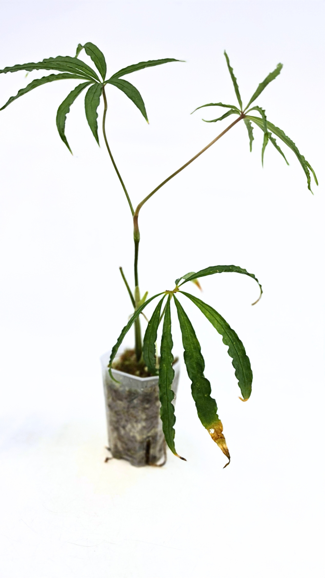 Hard to find vining house plant Anthurium Polystictum available for sale at rare plant shop The Leaf Gallery in Perth, Western Australia.