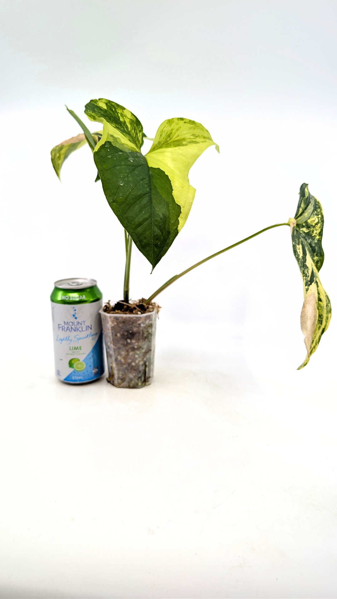 Rare houseplant Syngonium Fantasy Aurea available at rare indoor plant shop The Leaf Gallery in Perth, Western Australia