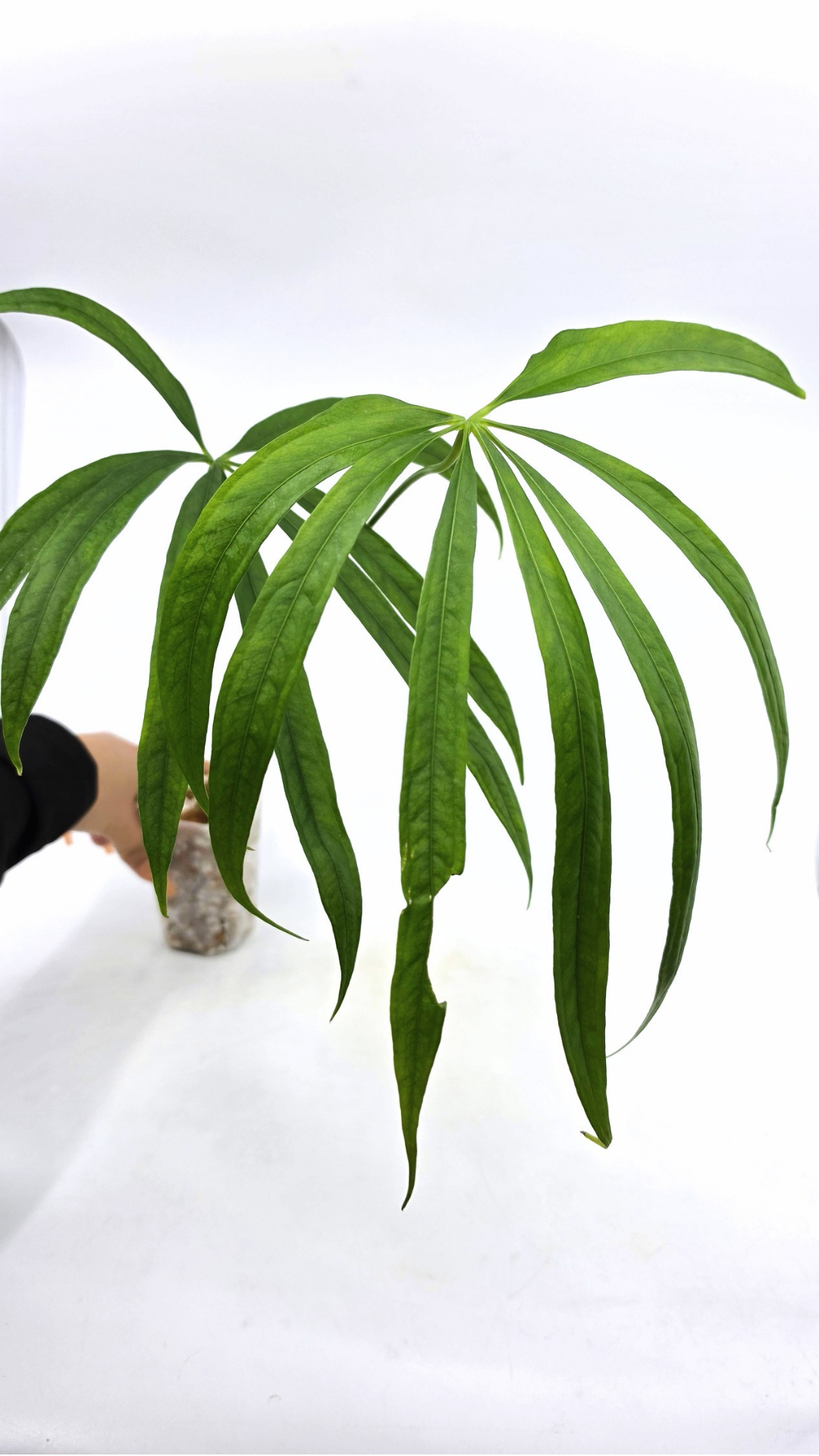 Hard to find house plant Anthurium Polydactylum available for sale at rare plant shop The Leaf Gallery in Perth, Western Australia.