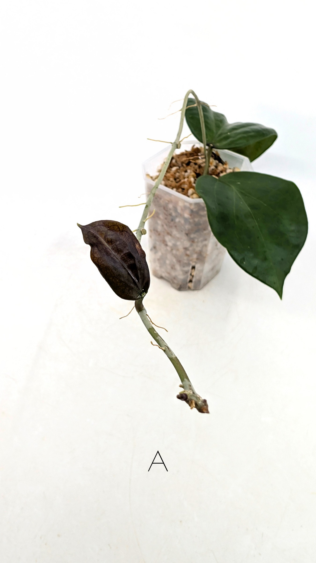 Rare waxplant Hoya Pentaphlebia available for sale at rare indoor plant shop The Leaf Gallery in Perth, Western Australia