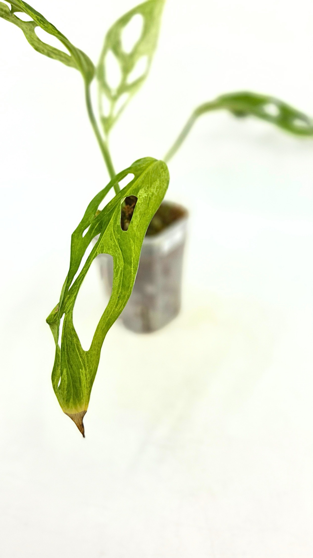 Rare indoor house plant Monstera Adansonii Mottled Mint Varigation available for sale at rare plant shop The Leaf Gallery in Perth, Western Australia