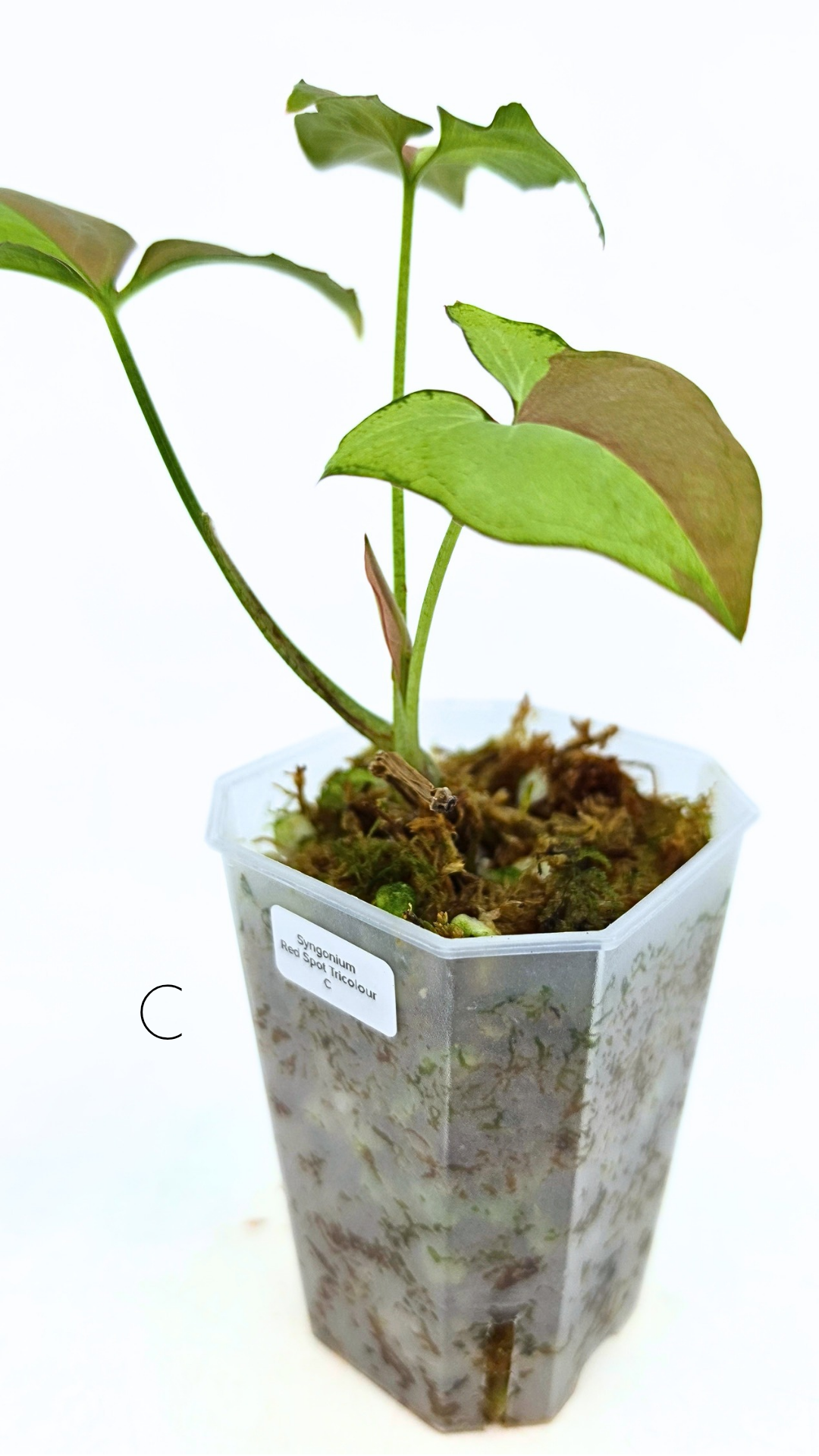 Rare indoor plant Syngonium Redspot Tricolour available for sale at The Leaf Gallery in Perth, Western Australia