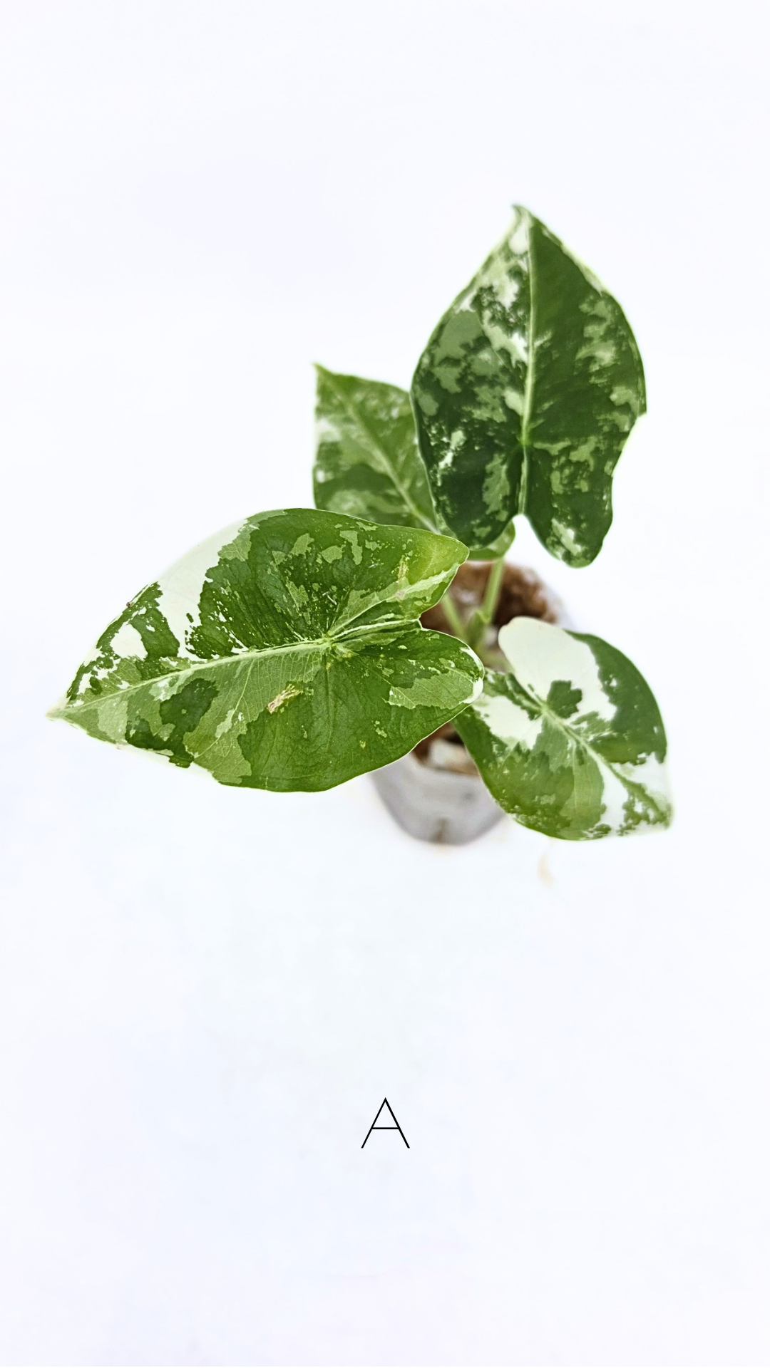 Rare indoor plant Alocasia Frydek Variegated available for sale at rare house plant shop The Leaf Gallery in Perth, Western Australia