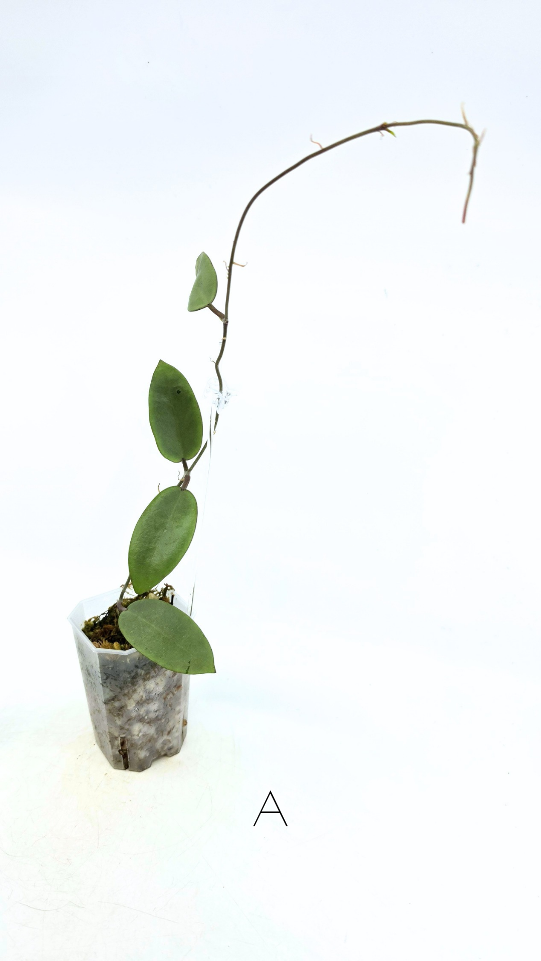 Rare waxplant Hoya Silver Dollar available for sale at rare indoor plant shop The Leaf Gallery in Perth, Western Australia