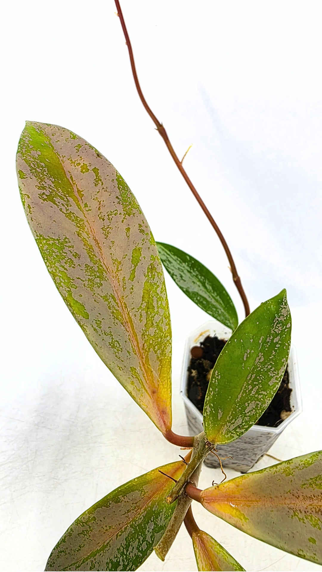 Rare waxplant Hoya Pubicalyx Pink Silver Ghost available for sale at rare indoor plant shop The Leaf Gallery in Perth, Western Australia