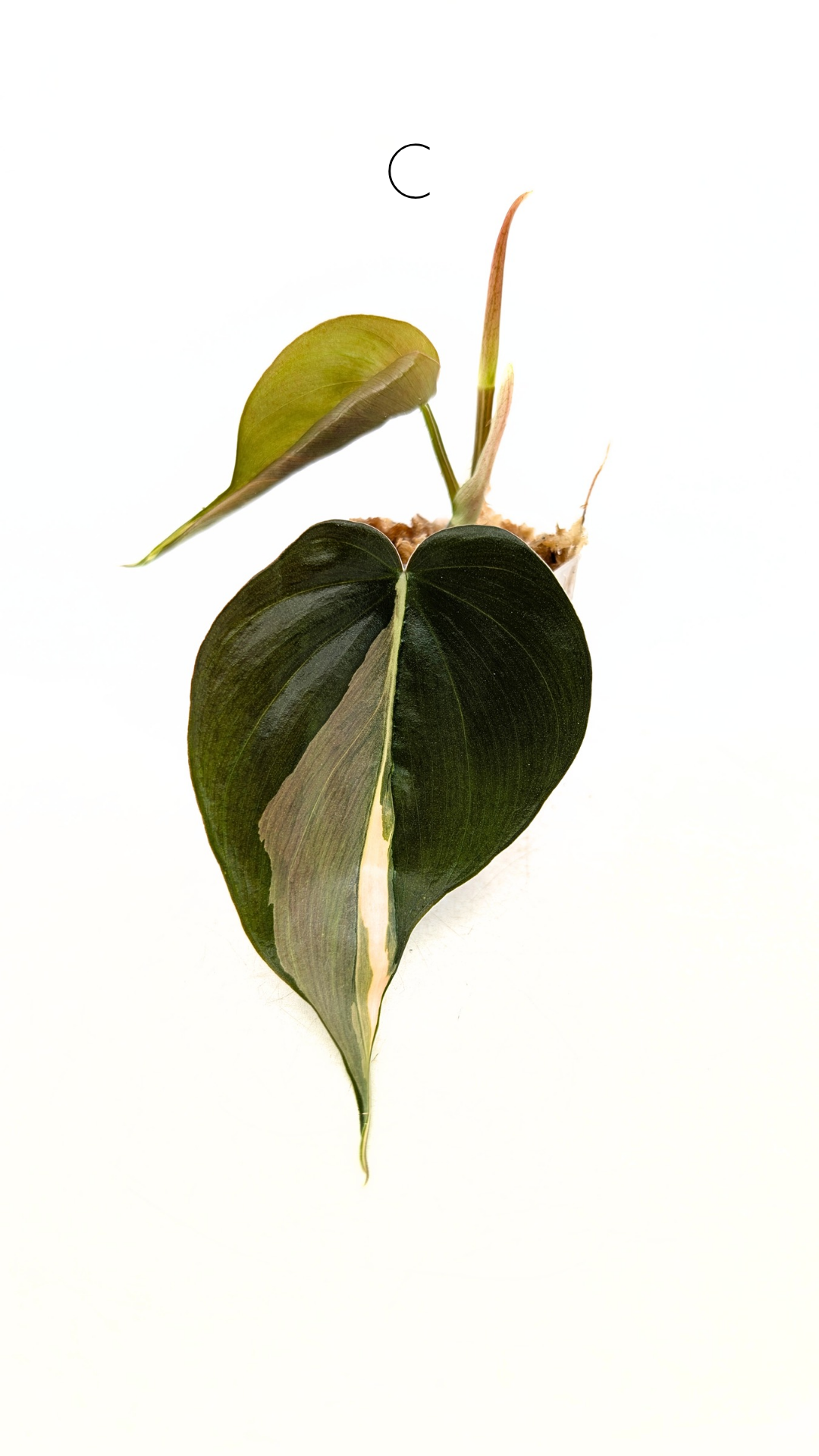 Rare plant Philodendron Rio available for sale at rare plant shop The Leaf gallery in Perth, Western Australia