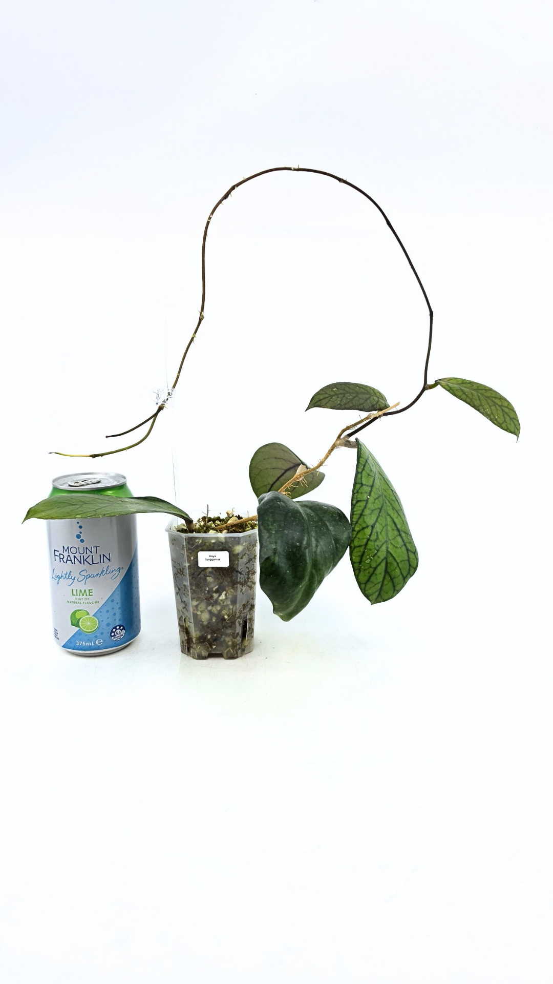 Rare waxplant Hoya Sp Tanggamus available for sale at rare indoor plant shop The Leaf Gallery in Perth, Western Australia