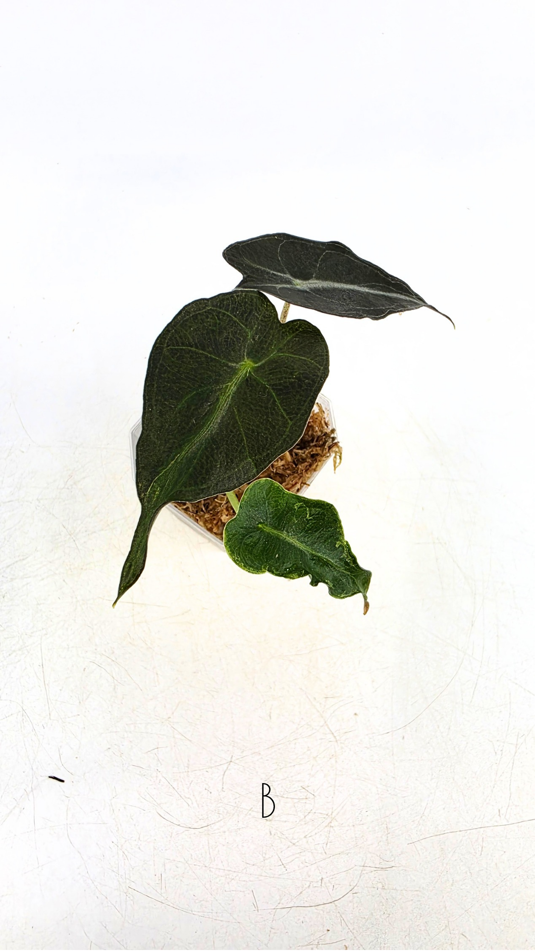 Rare indoor plant Alocasia Venom available for sale at rare house plant shop The Leaf Gallery in Perth, Western Australia.