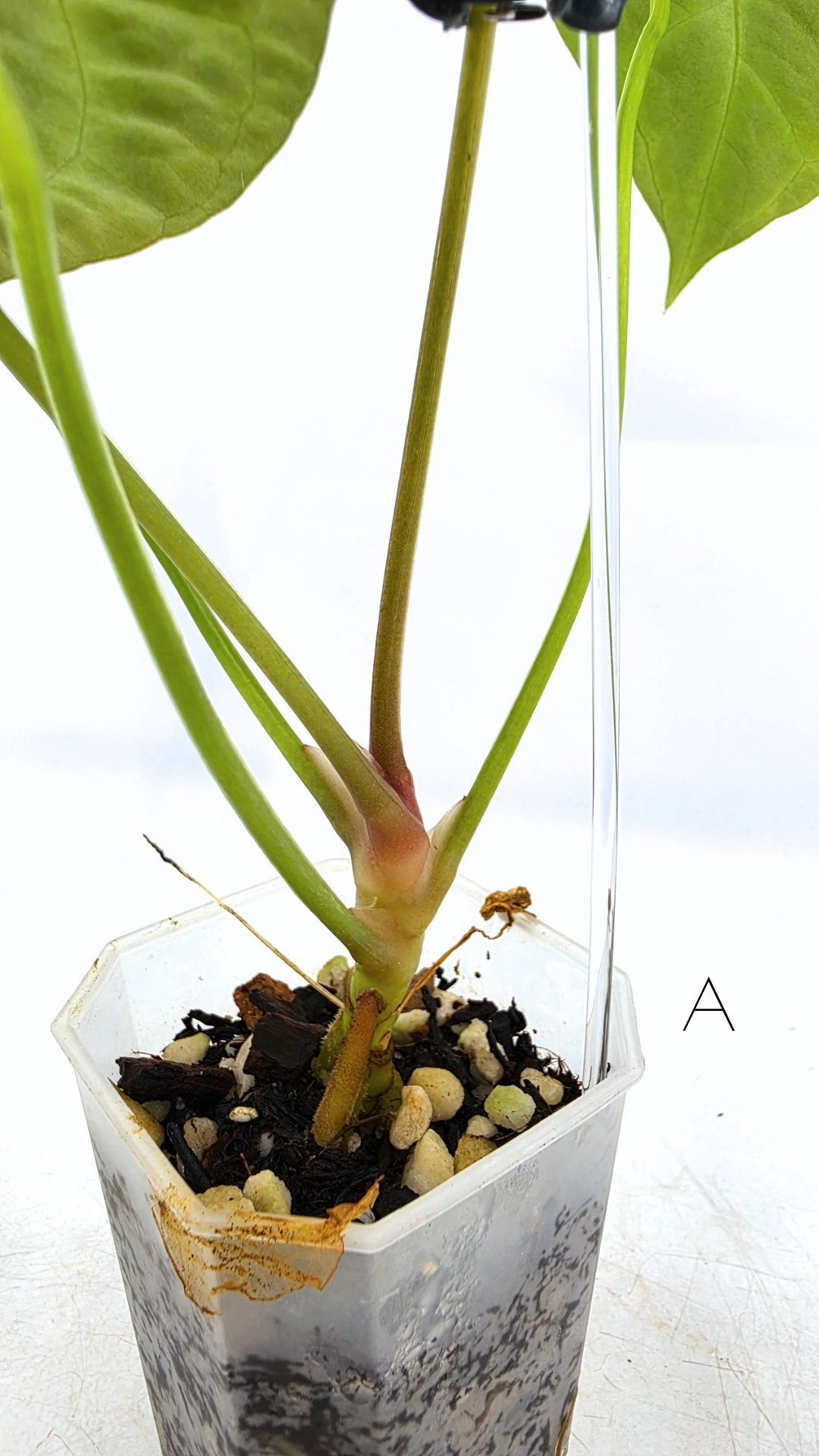 Rare indoor plant Anthurium Magnificum available for sale at rare house plant shop The Leaf Gallery in Perth, Western Australia