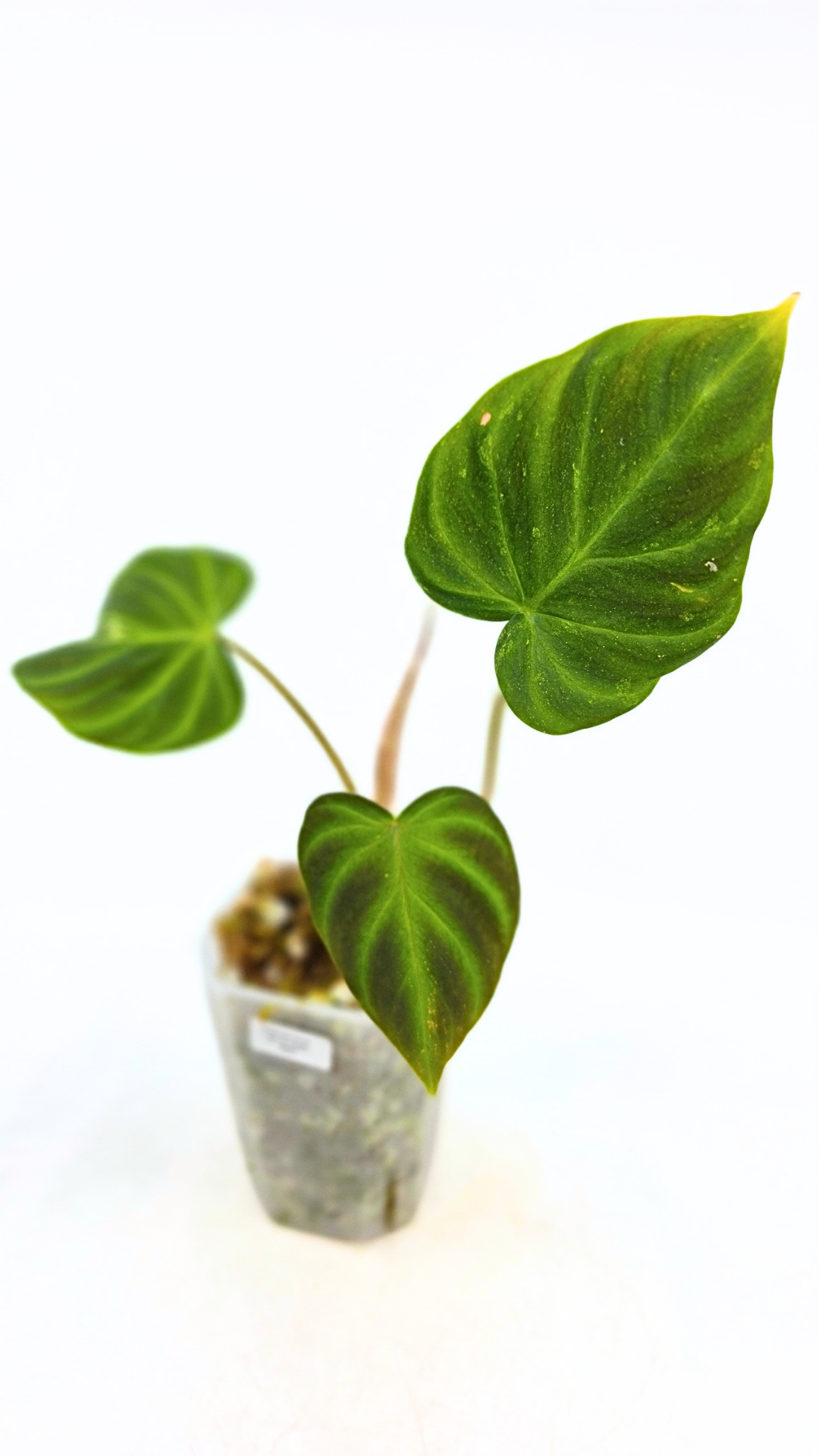 Rare indoor plant Philodendron Verrucusom Mint Variegated available for sale at rare house plant shop The Leaf Gallery in Perth, Western Australia