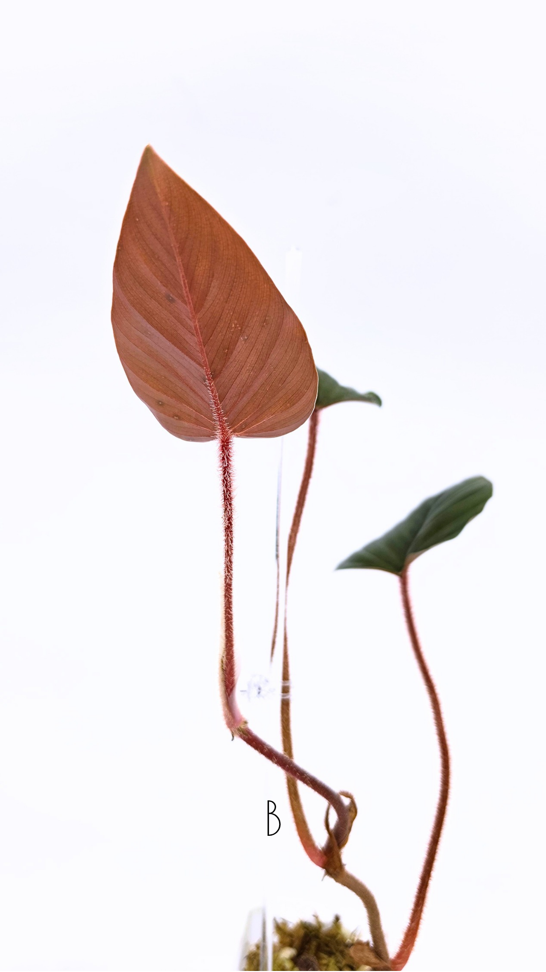 Rare plant philodendron squamicaule pink available at rare plant shop The Leaf Gallery in Perth, Western Australia