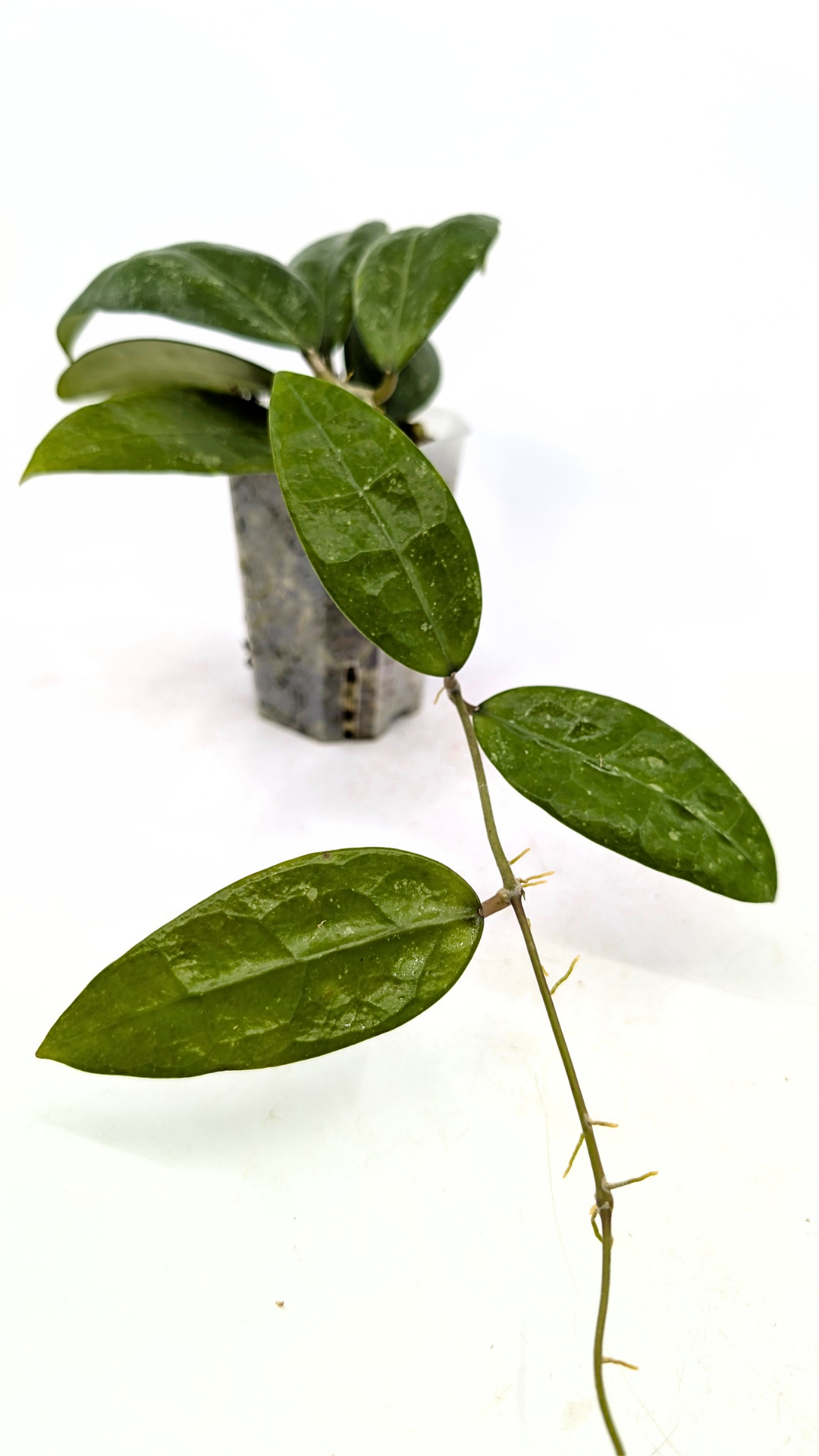 Rare waxplant Hoya RHM 14-01 available for sale at rare indoor plant shop The Leaf Gallery in Perth, Western Australia