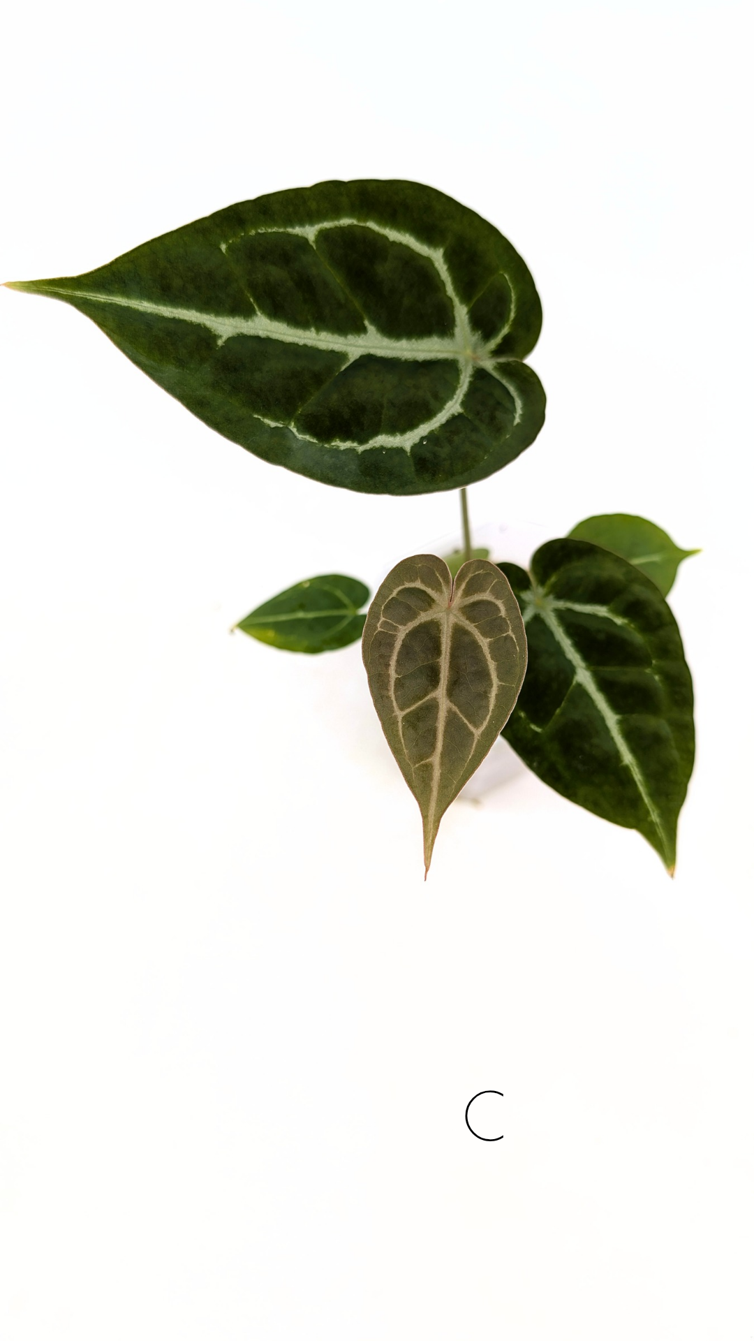 Rare anthurium hybrid Anthurium Dark Forgetii x Bessae Aff X Anthurium Michelle by The Leaf Gallery in Perth, Western Australia