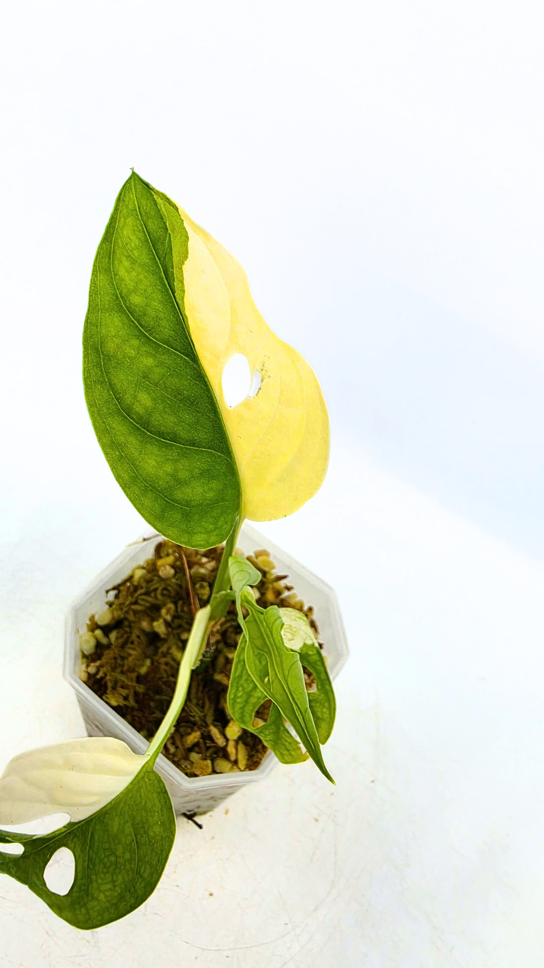 Rare indoor plant Monstera Adansonii Albo Varigated available for sale at rare houseplant shop The Leaf Gallery in Perth, Western Australia