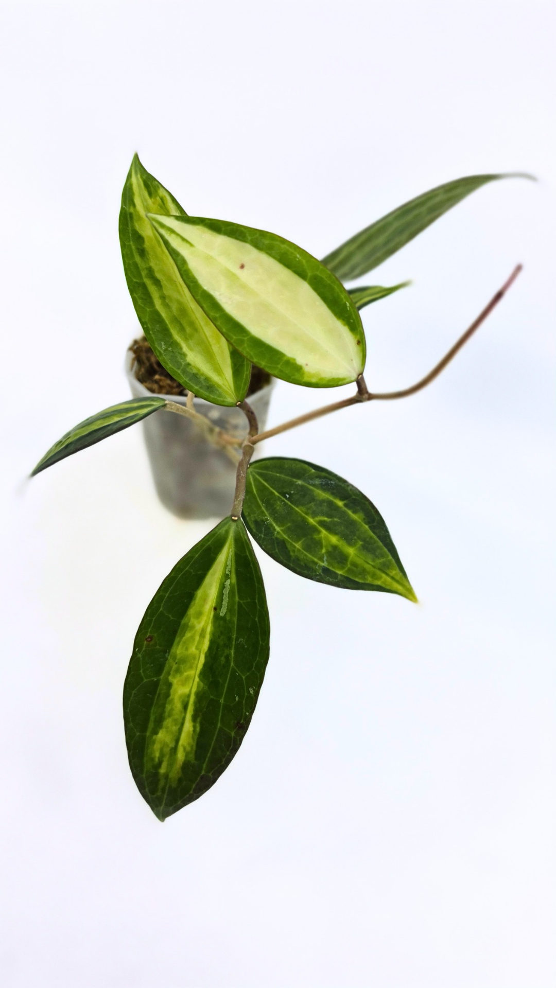 Rare waxplant Hoya Macrophylla Pot of Gold available for sale at rare indoor plant shop The Leaf Gallery in Perth, Western Australia
