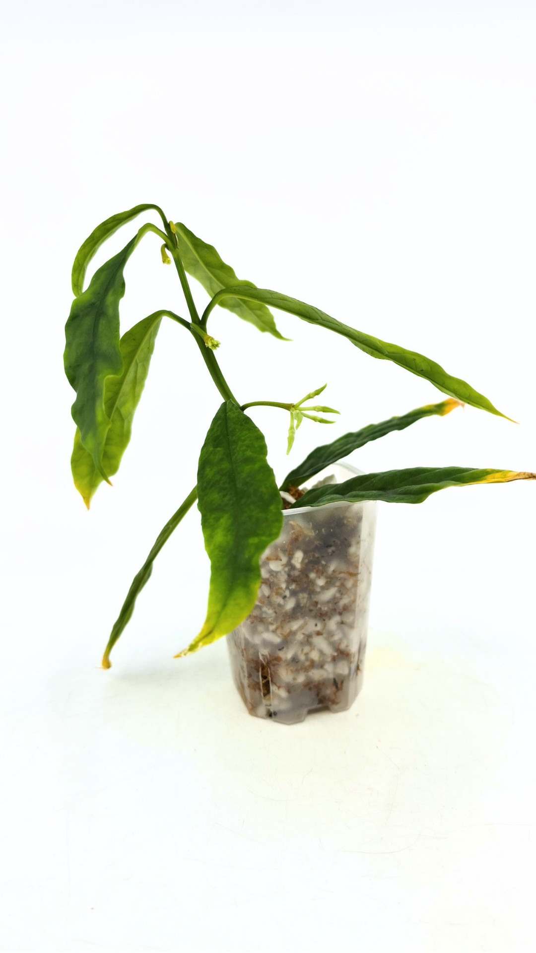 Rare waxplant Hoya Decipulae available for sale at rare indoor plant shop The Leaf Gallery in Perth, Western Australia
