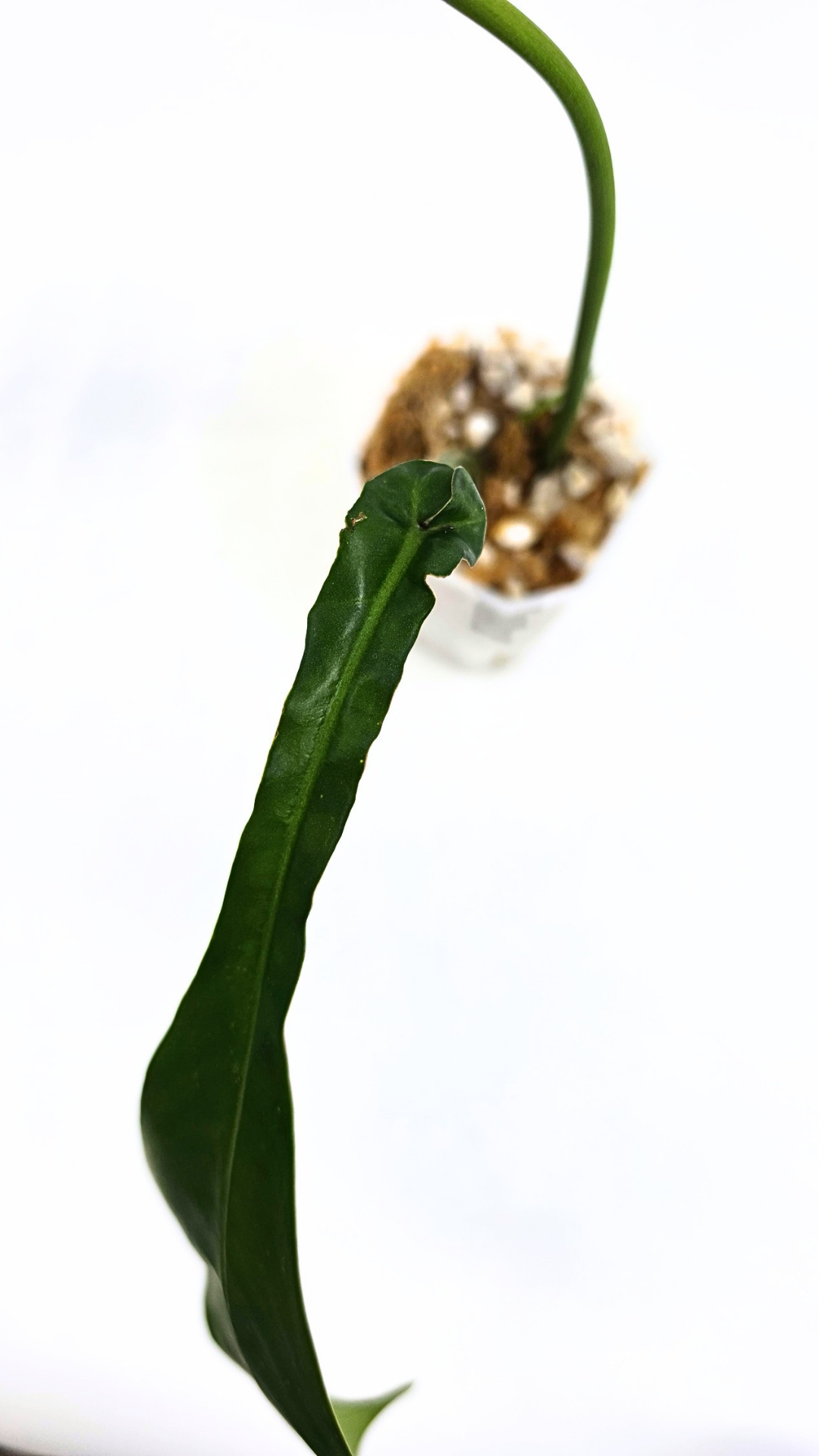 Rare plant Philodendron Joepii available at rare plant shop The Leaf Gallery in Perth, Western Australia