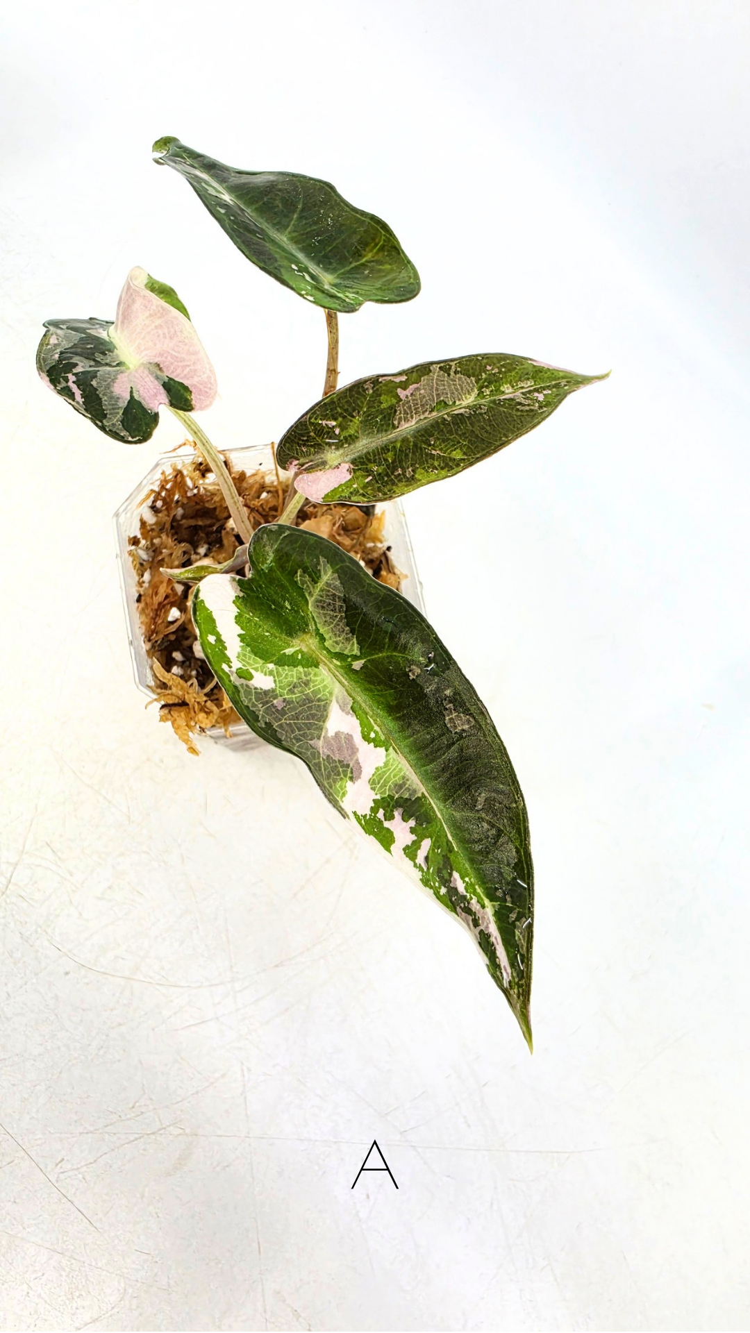 Rare indoor plant Alocasia Amazonica Bambino Pink TC plantlets available for sale at rare houseplant shop The Leaf Gallery in Perth, Western Australia