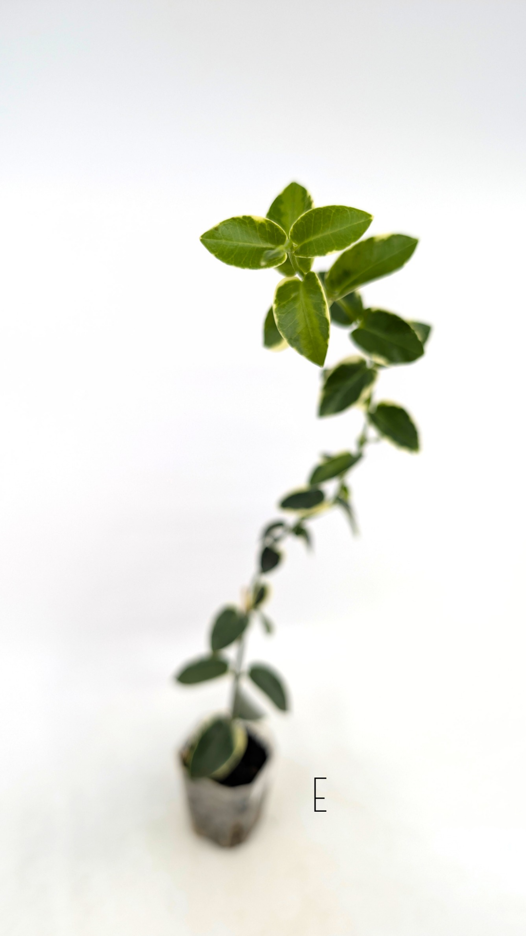 Rare waxplant Hoya Cumingiana Albo available for sale at rare indoor plant shop The Leaf Gallery in Perth, Western Australia