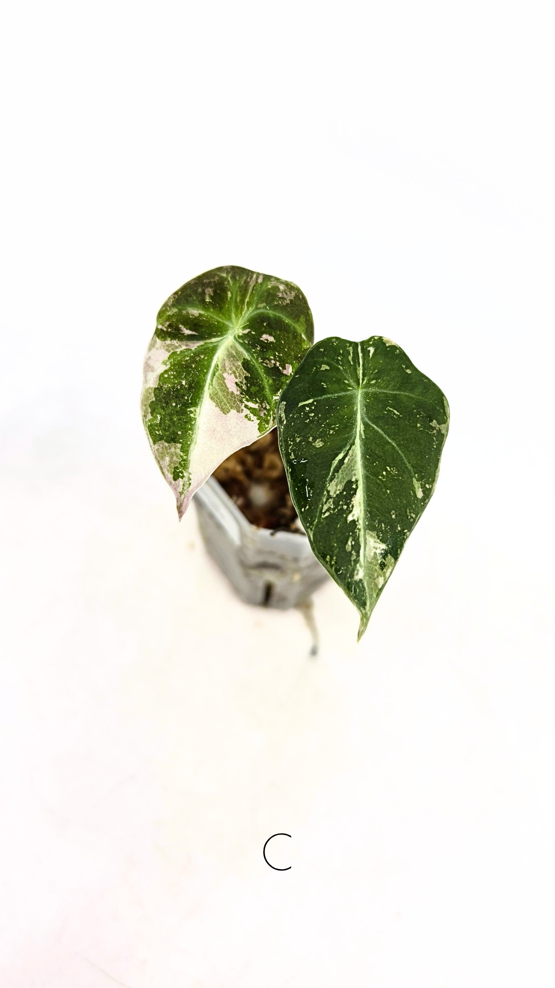 Rare indoor plant Alocasia Black Velvet Pink Variegated available for sale from rare house plant shop The Leaf Gallery in Perth, Western Australia