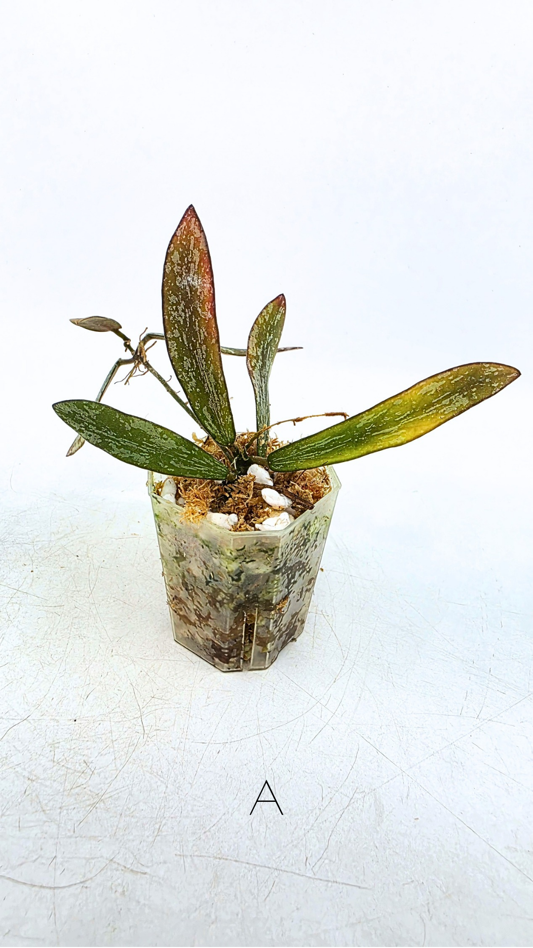 Rare indoor wax plant Hoya Sigillatis propagated by The Leaf Gallery in Perth, Western Australia