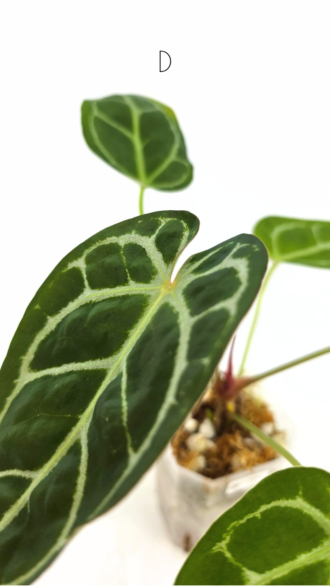 Rare anthurium hybrid Anthurium Dark Forgetii x Bessae Aff X Anthurium Michelle by The Leaf Gallery in Perth, Western Australia