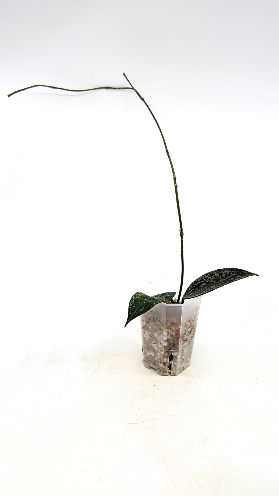 Rare waxplant Hoya Rangsan available for sale at rare plant shop The Leaf Gallery in Perth, Western Australia