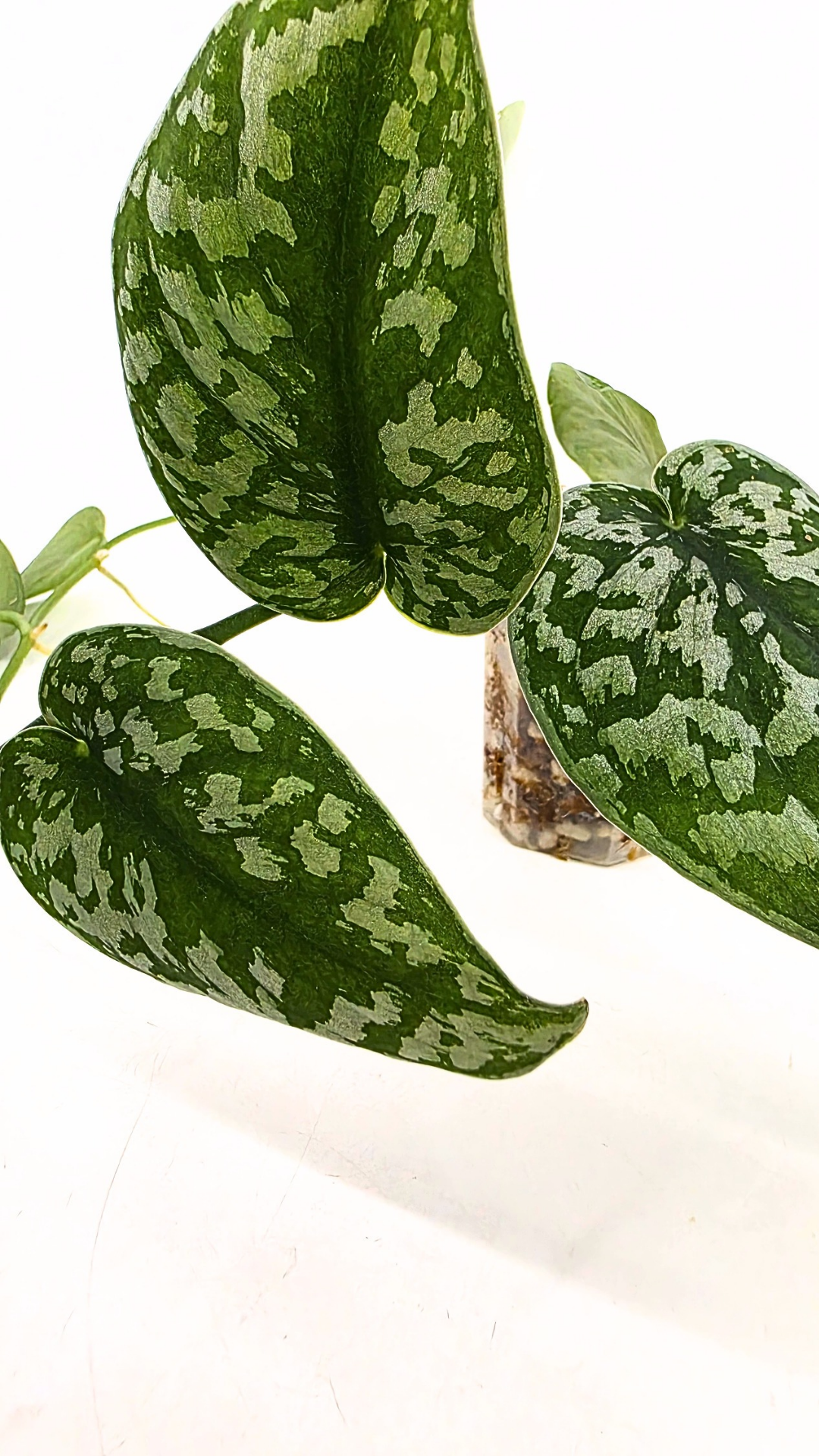 Uncommon indoor plant scindapsus Exotica available for sale at rare plant shop The Leaf Gallery in Perth, Western Australia.
