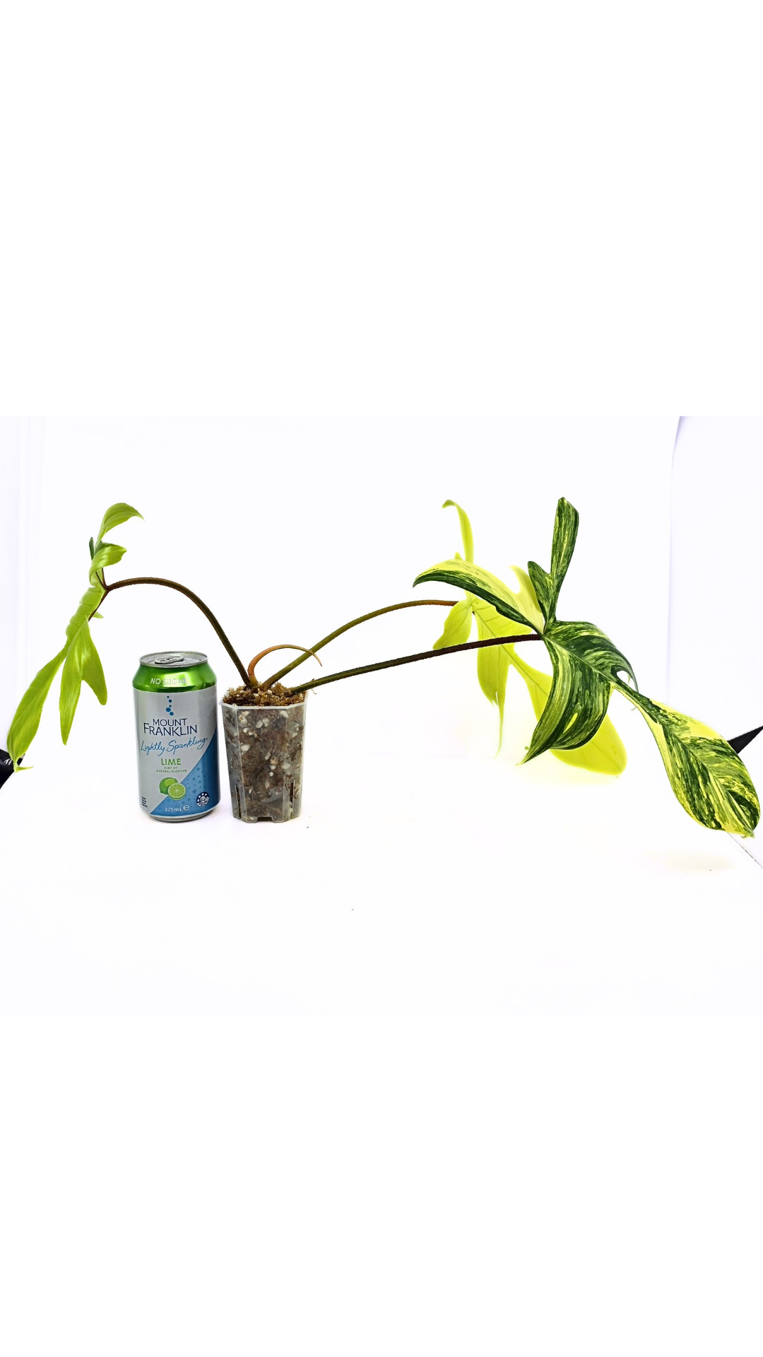 Rare indoor plant Philodendron Florida Beauty Varigated available at rare plant shop The Leaf Gallery in Perth, Western Australia
