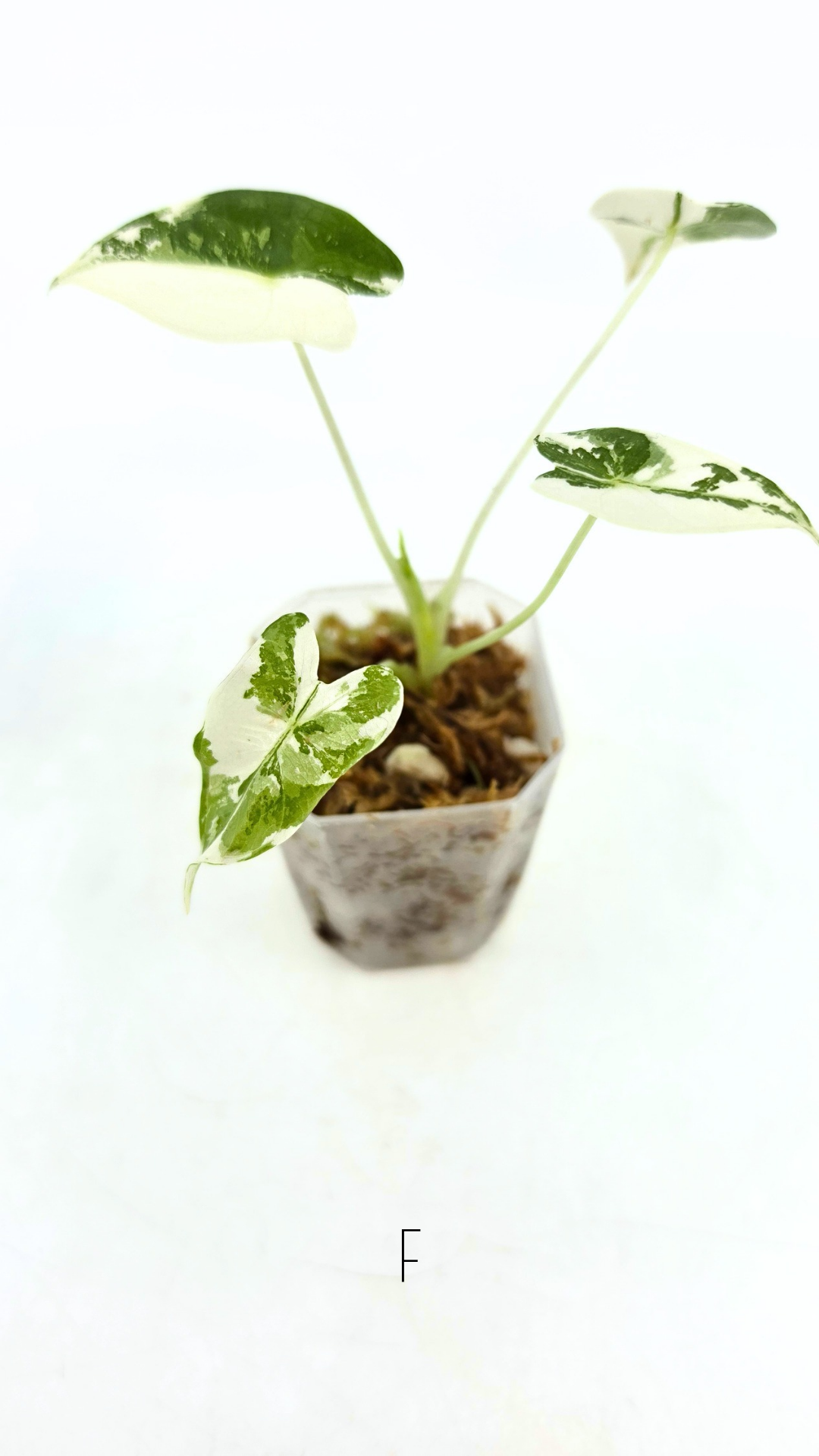 Rare Wax Plant Hoya Clemensiorum available for sale at rare house plant shop The Leaf Gallery in Perth, Western Australia