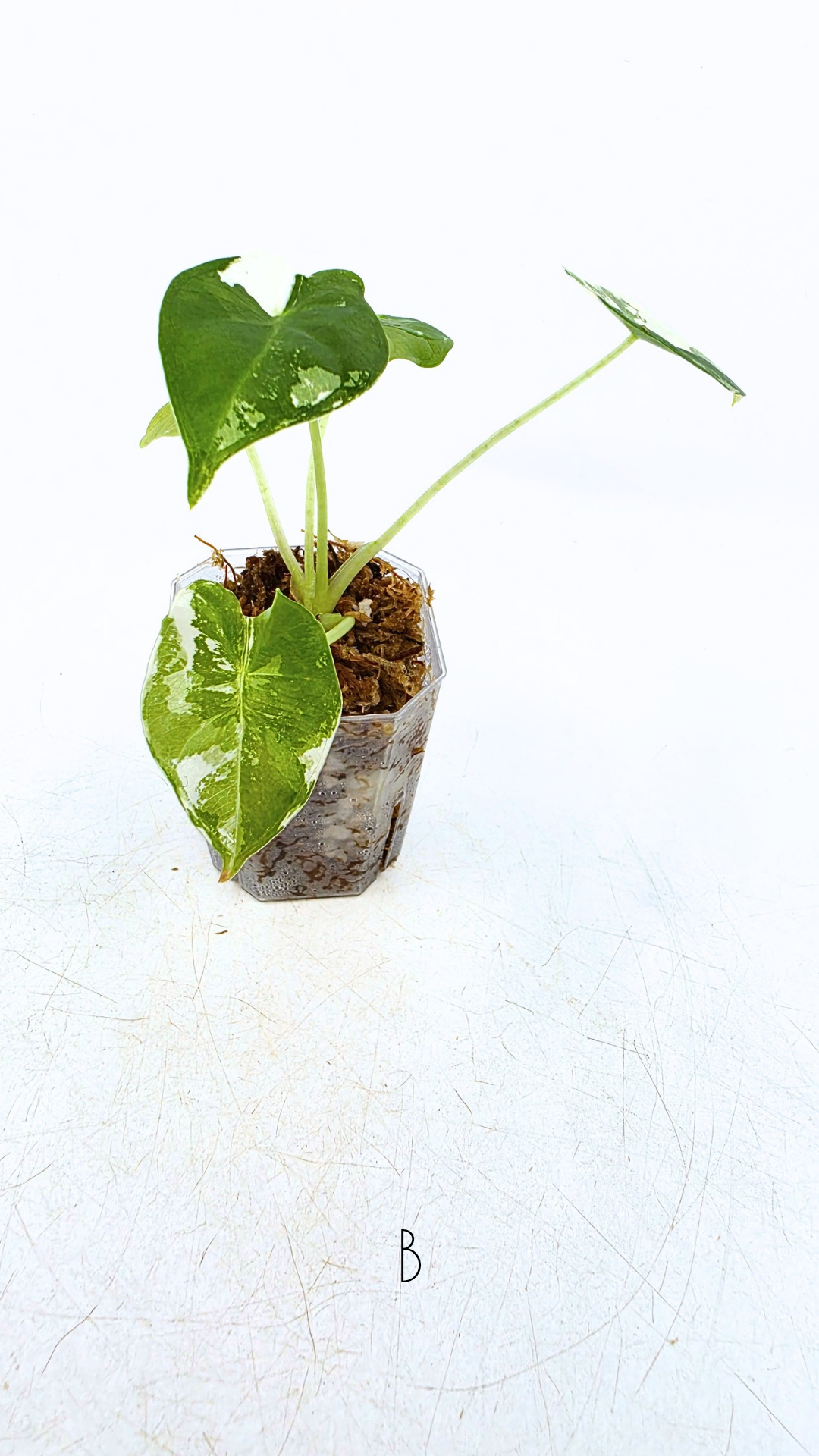 Rare indoor plant Alocasia Frydek Variegated available for sale at rare house plant shop The Leaf Gallery in Perth, Western Australia