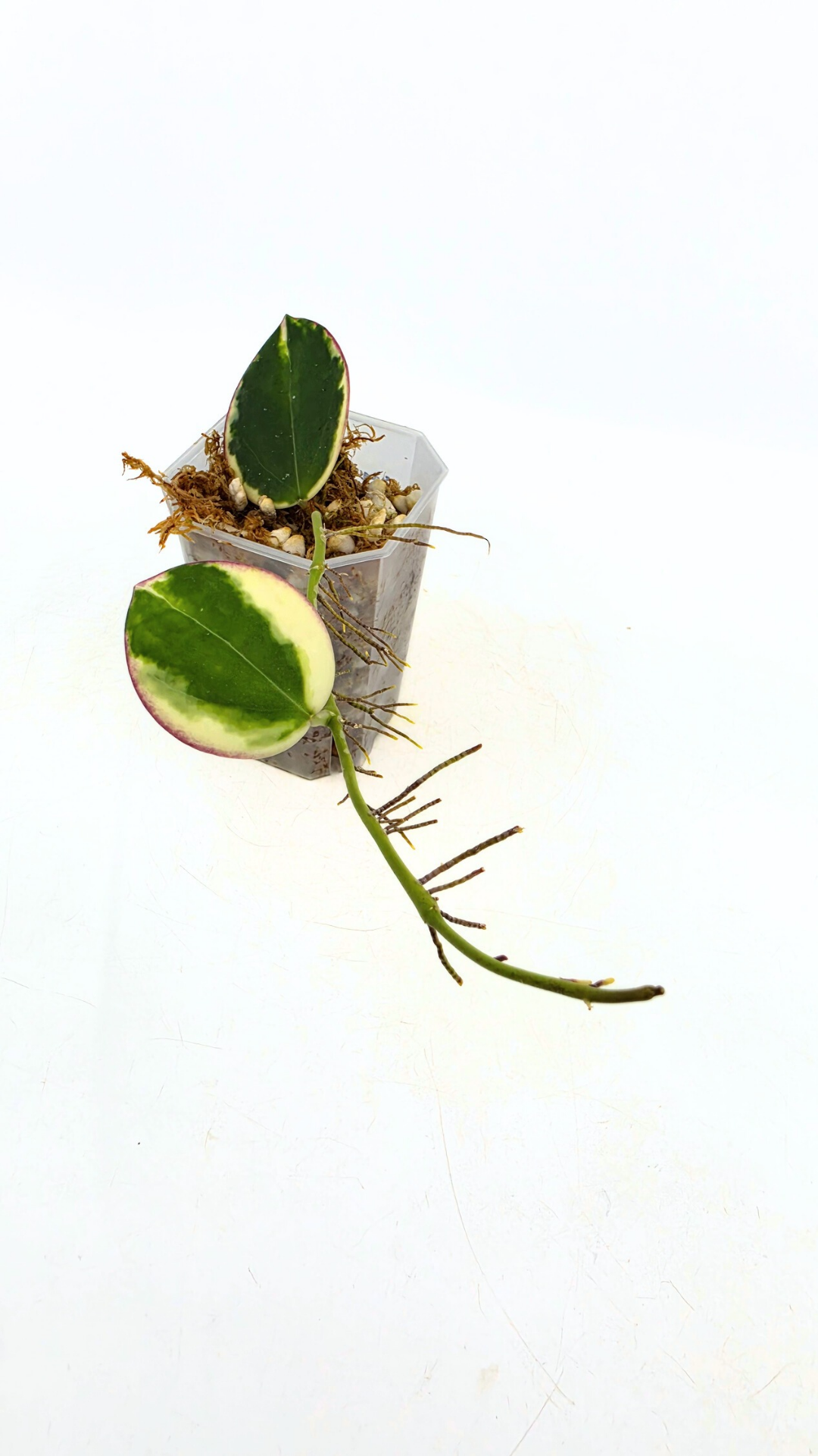 Rare wax plant Hoya Pachyclada (Subquintuplinervis) Outter Varigated available at rare plant shop The Leaf Gallery in Perth, Western Australia